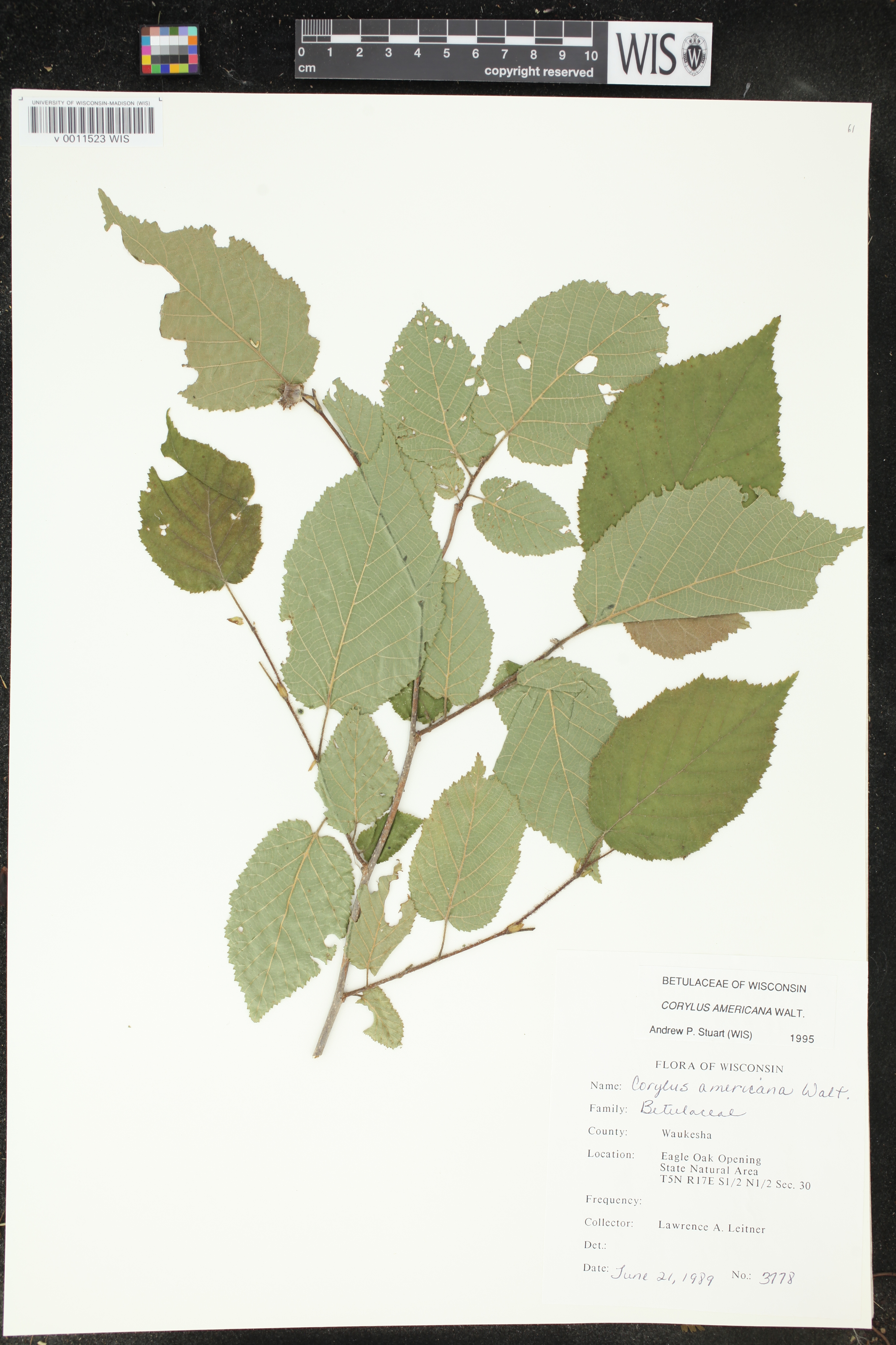 Corylus americana image