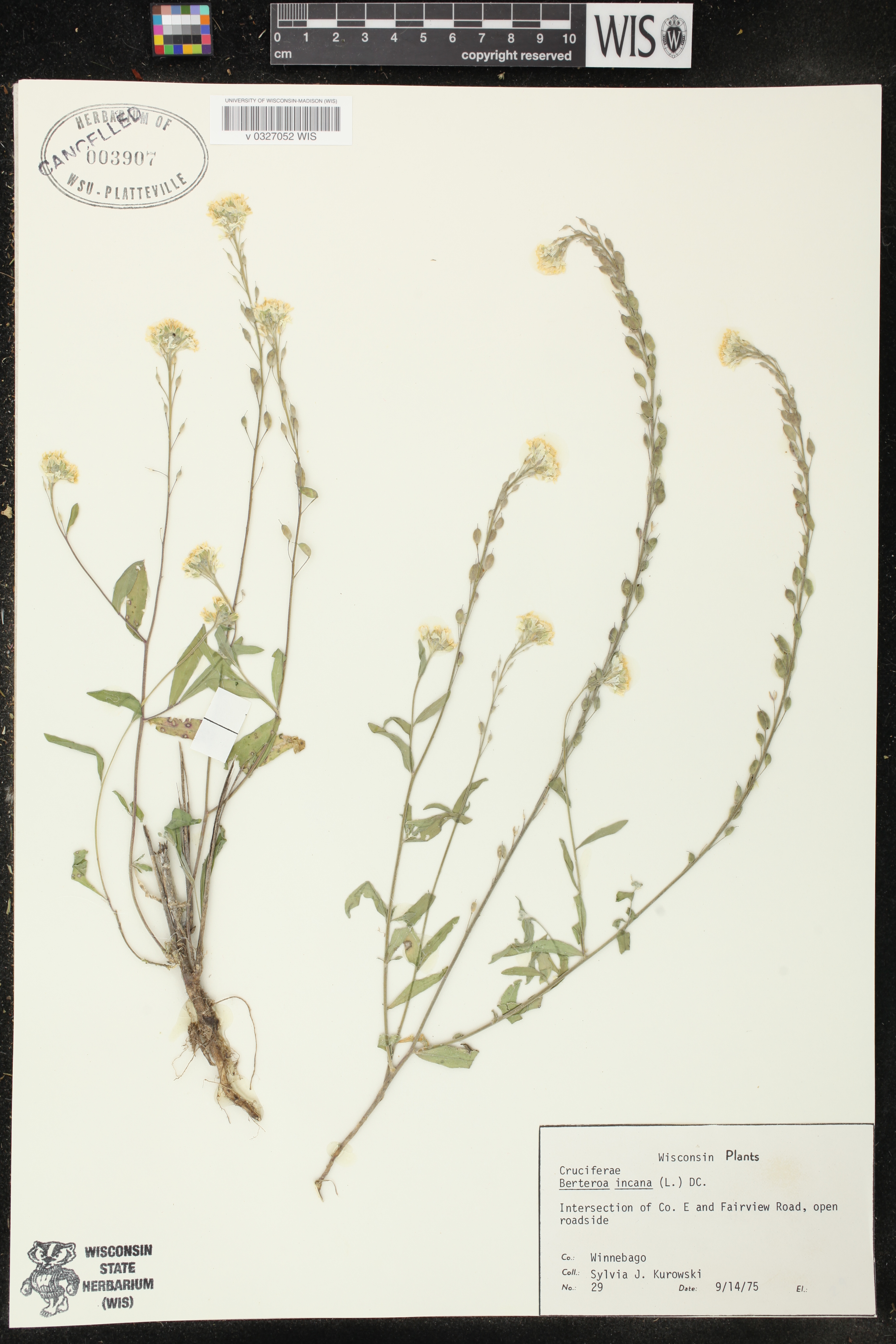 Berteroa incana image