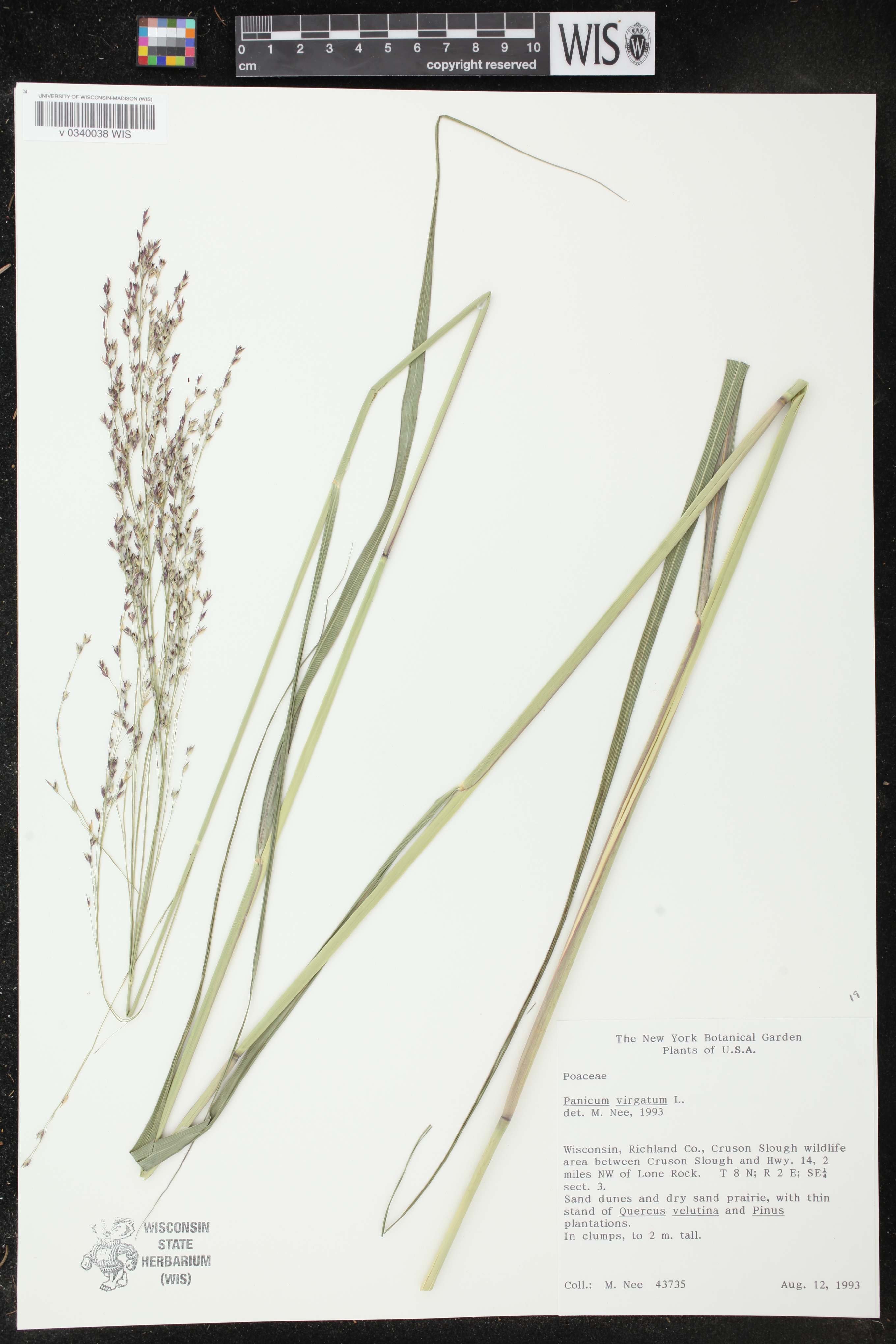 Panicum virgatum image