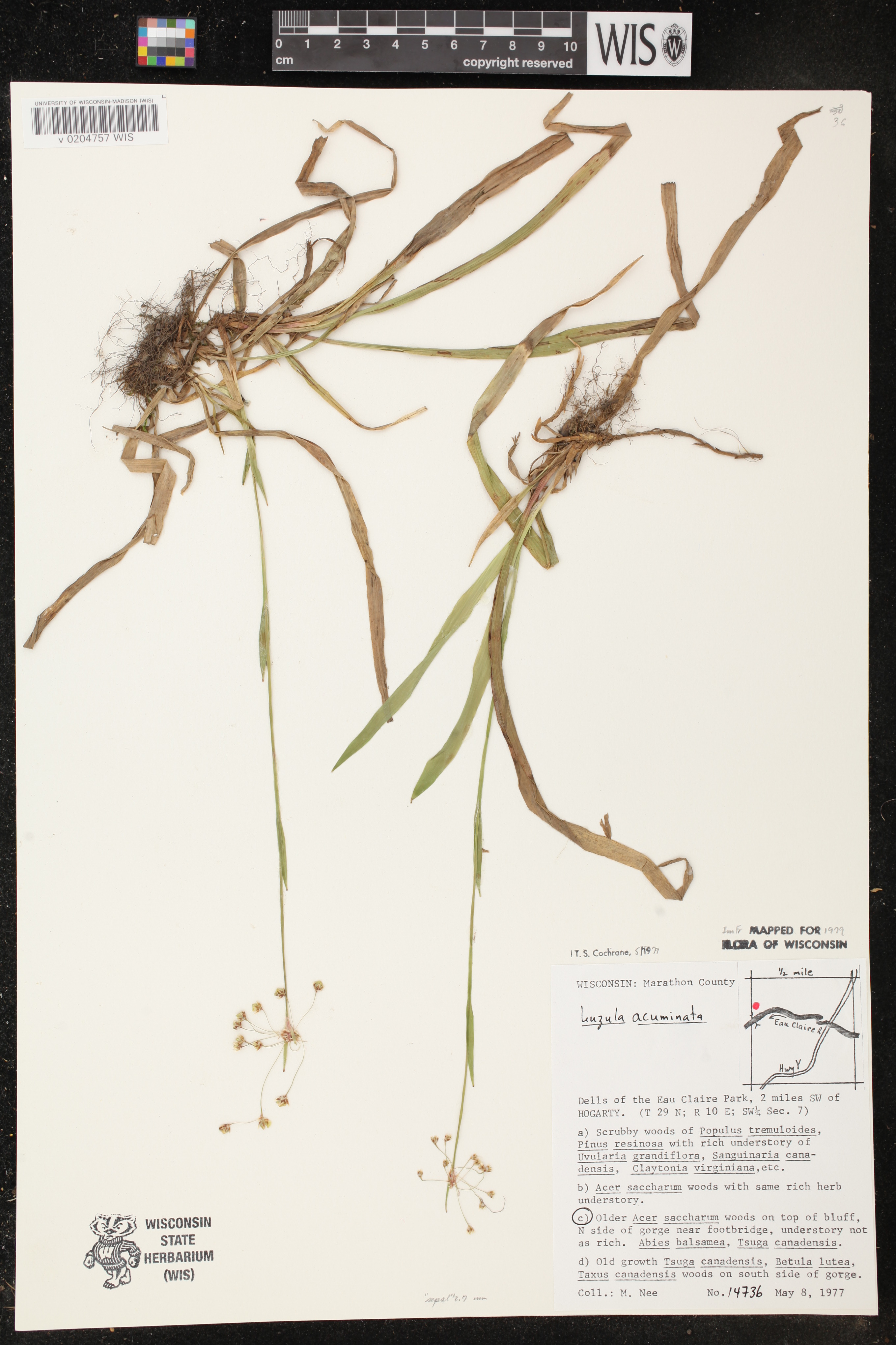 Luzula acuminata image