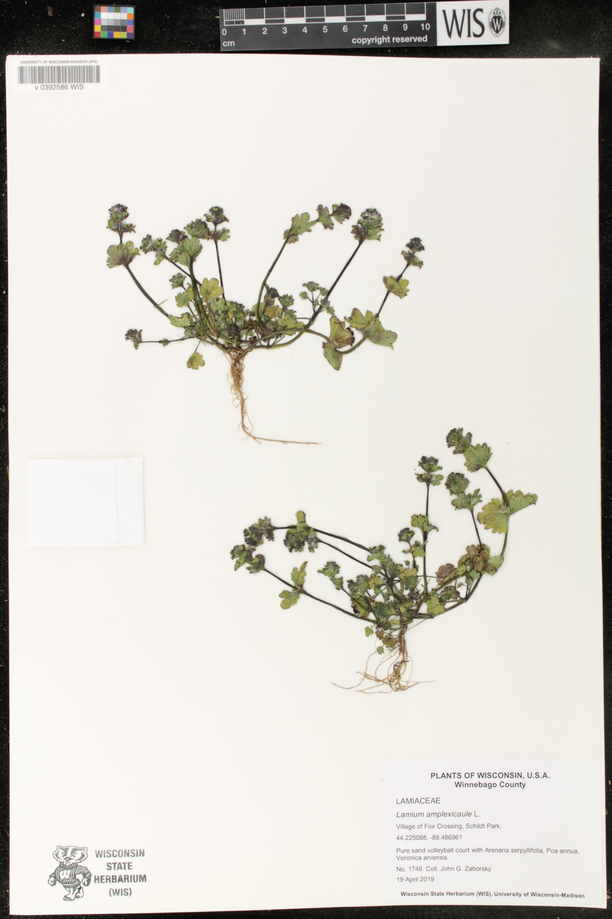 Lamium amplexicaule image