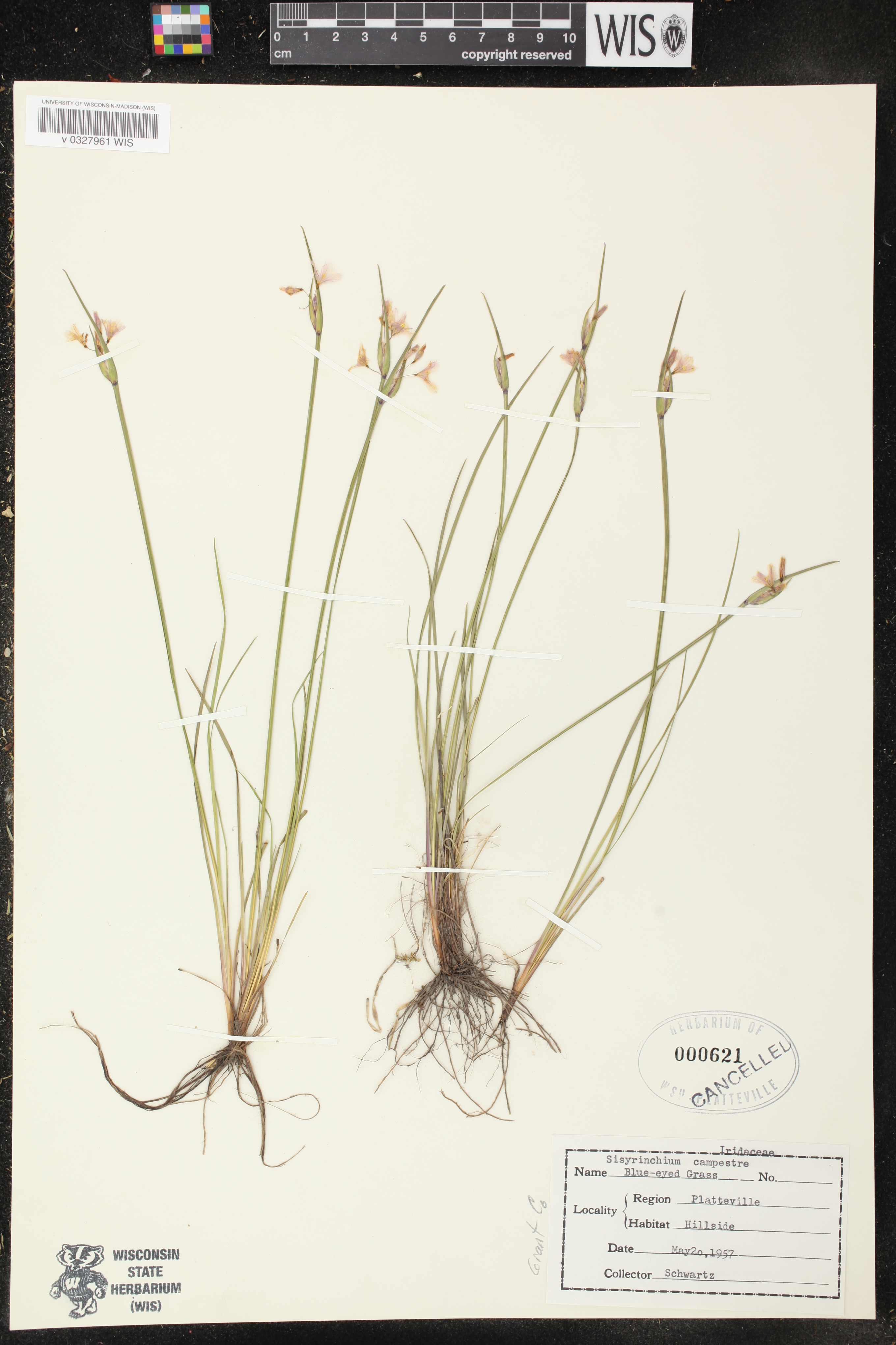 Sisyrinchium campestre image