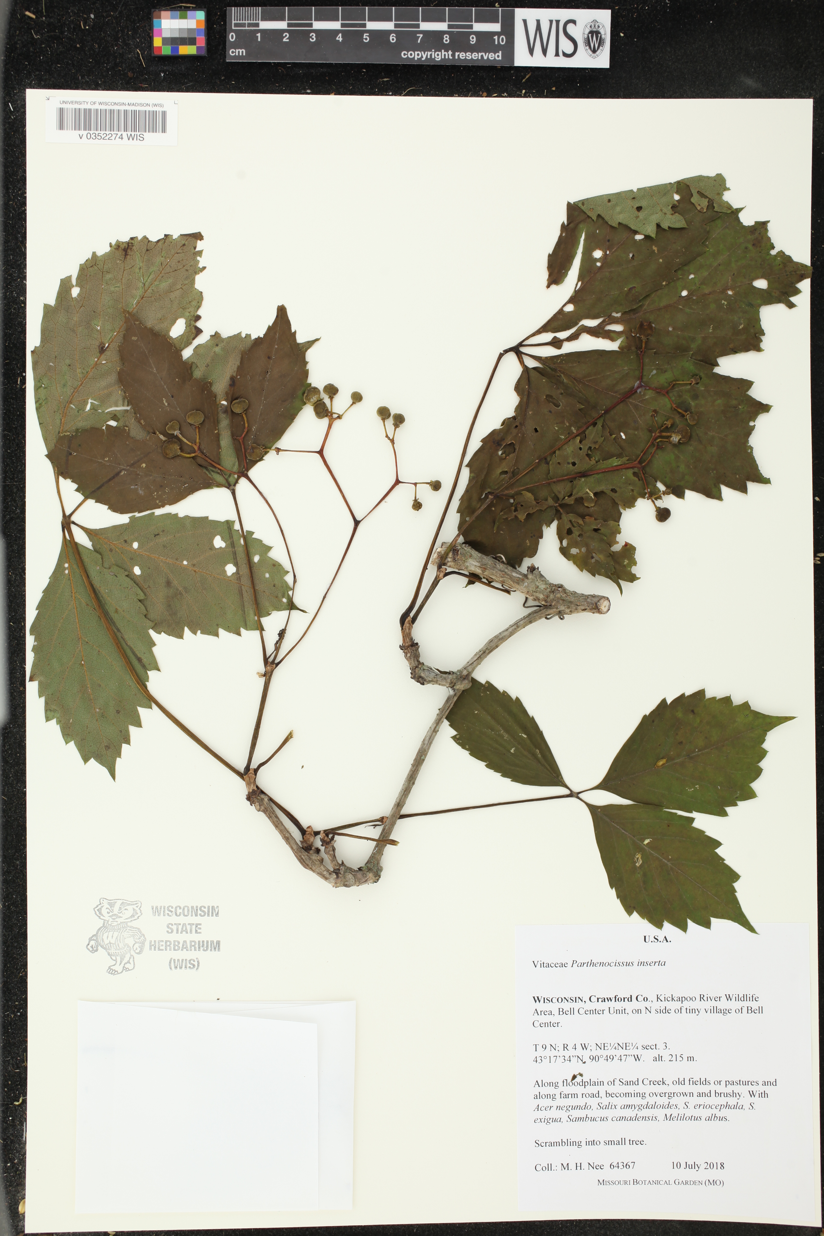Parthenocissus inserta image