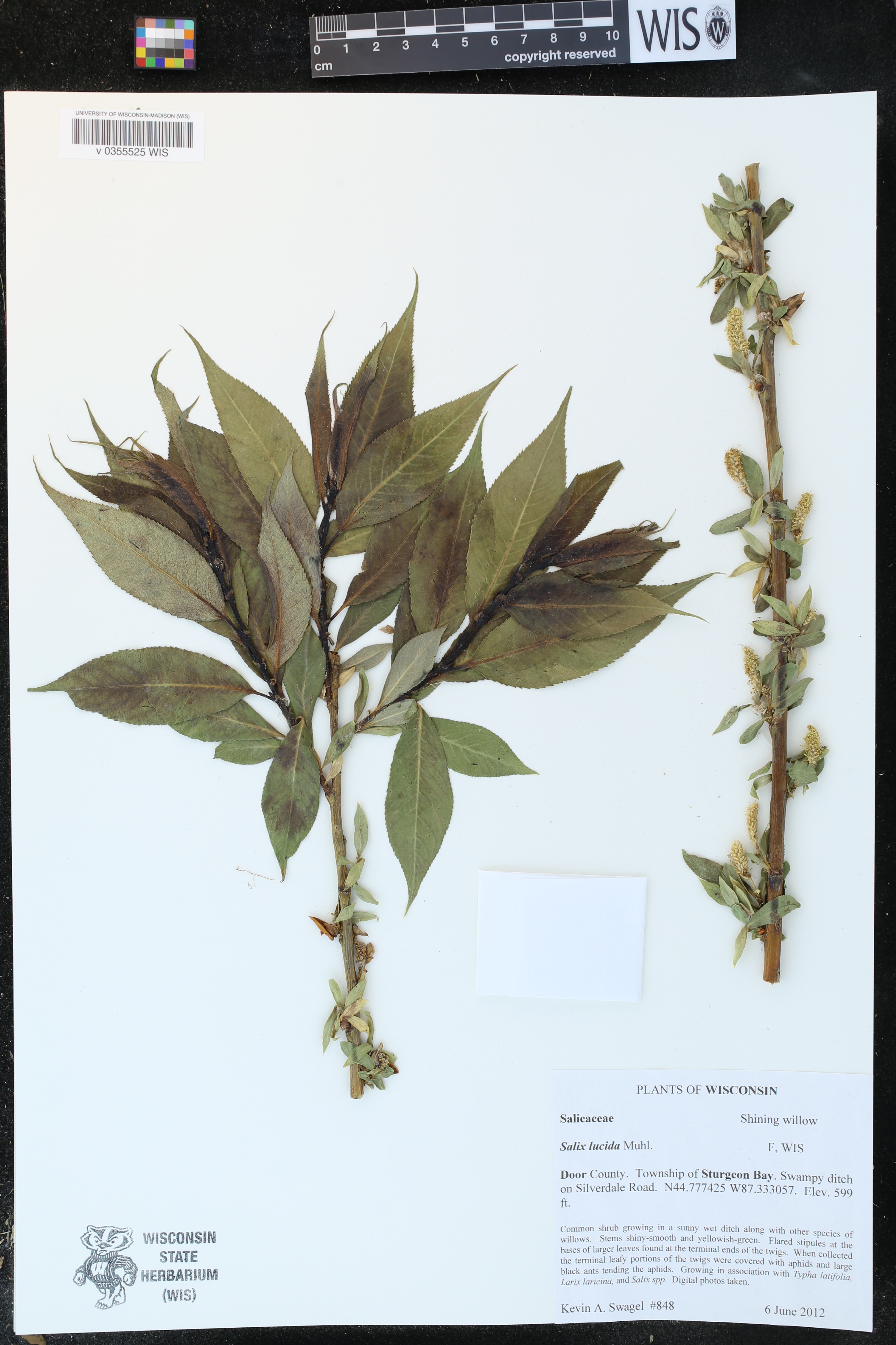 Salix lucida image