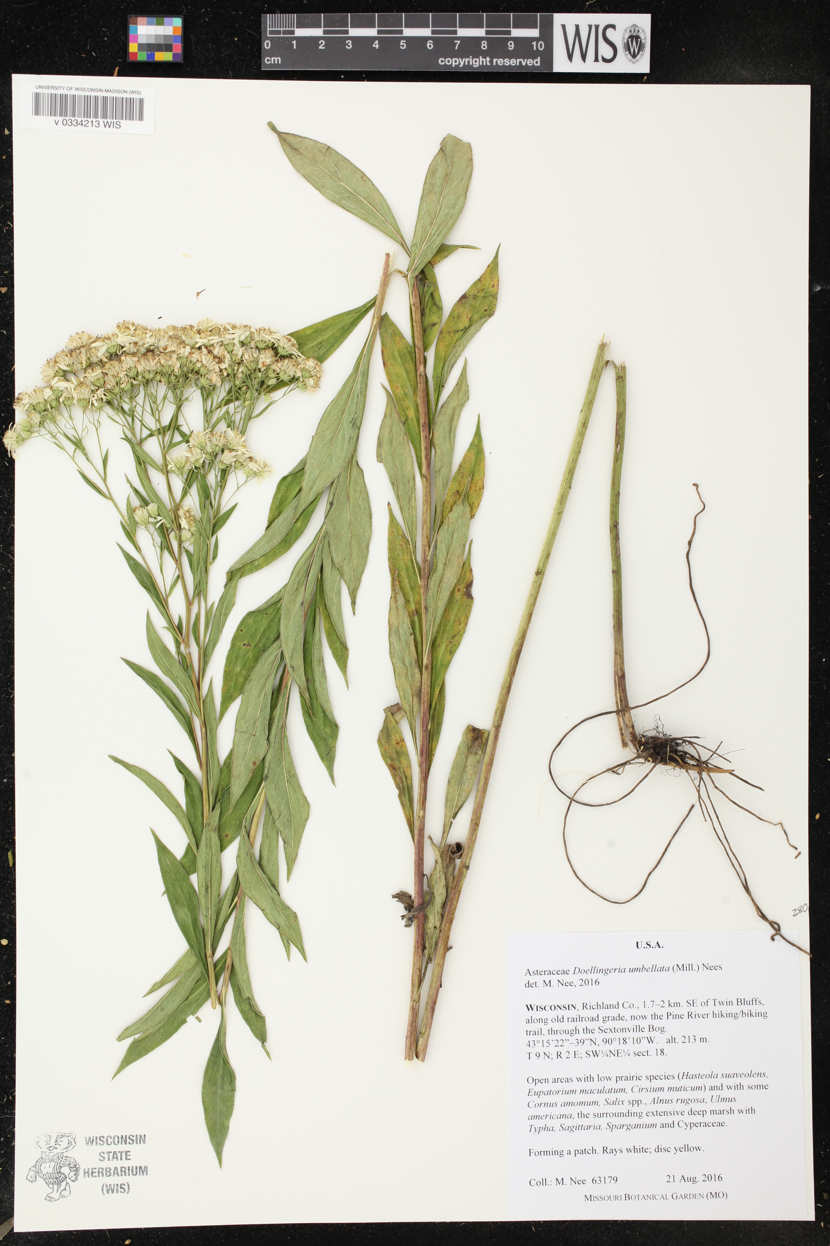 Doellingeria umbellata image
