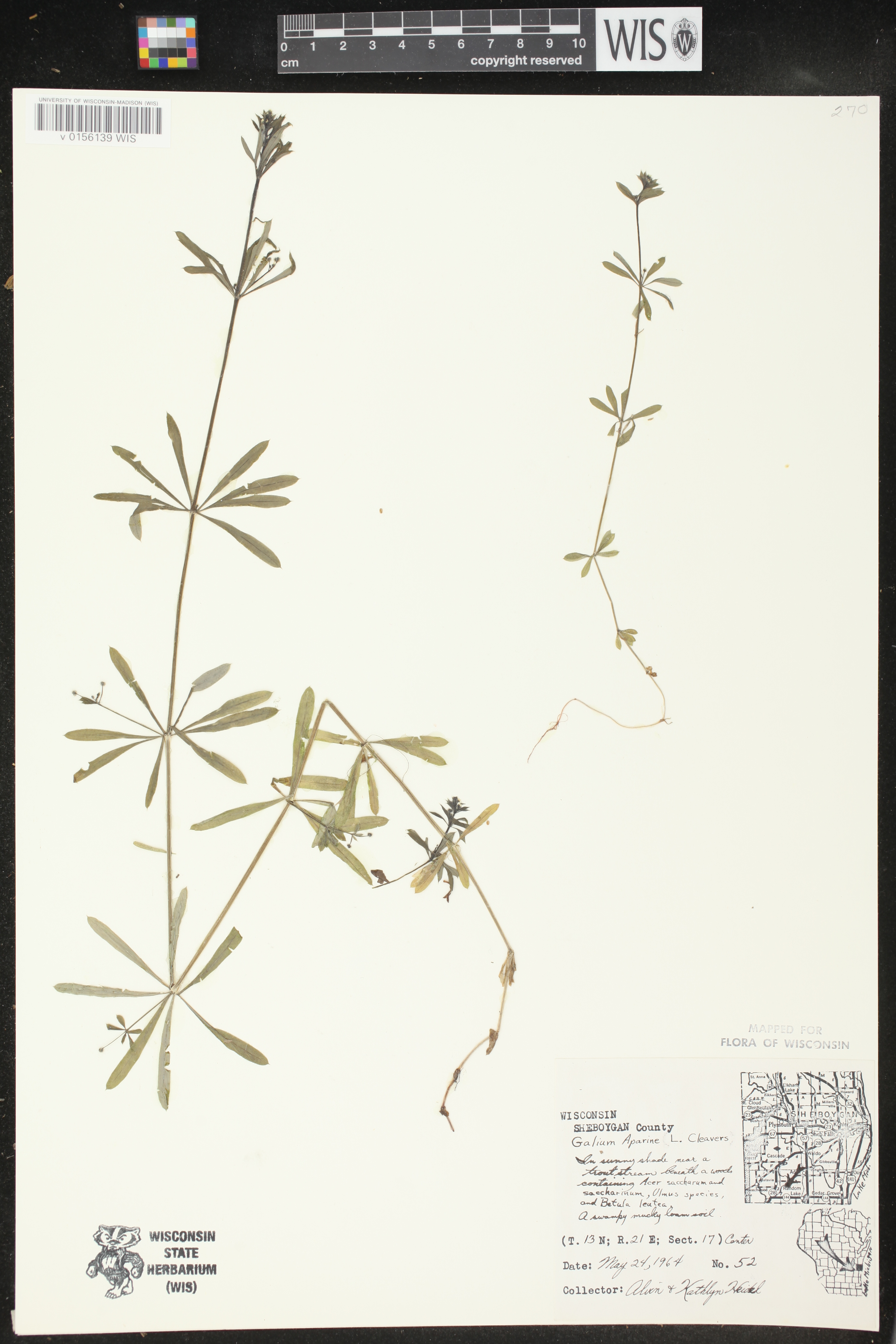 Galium aparine image