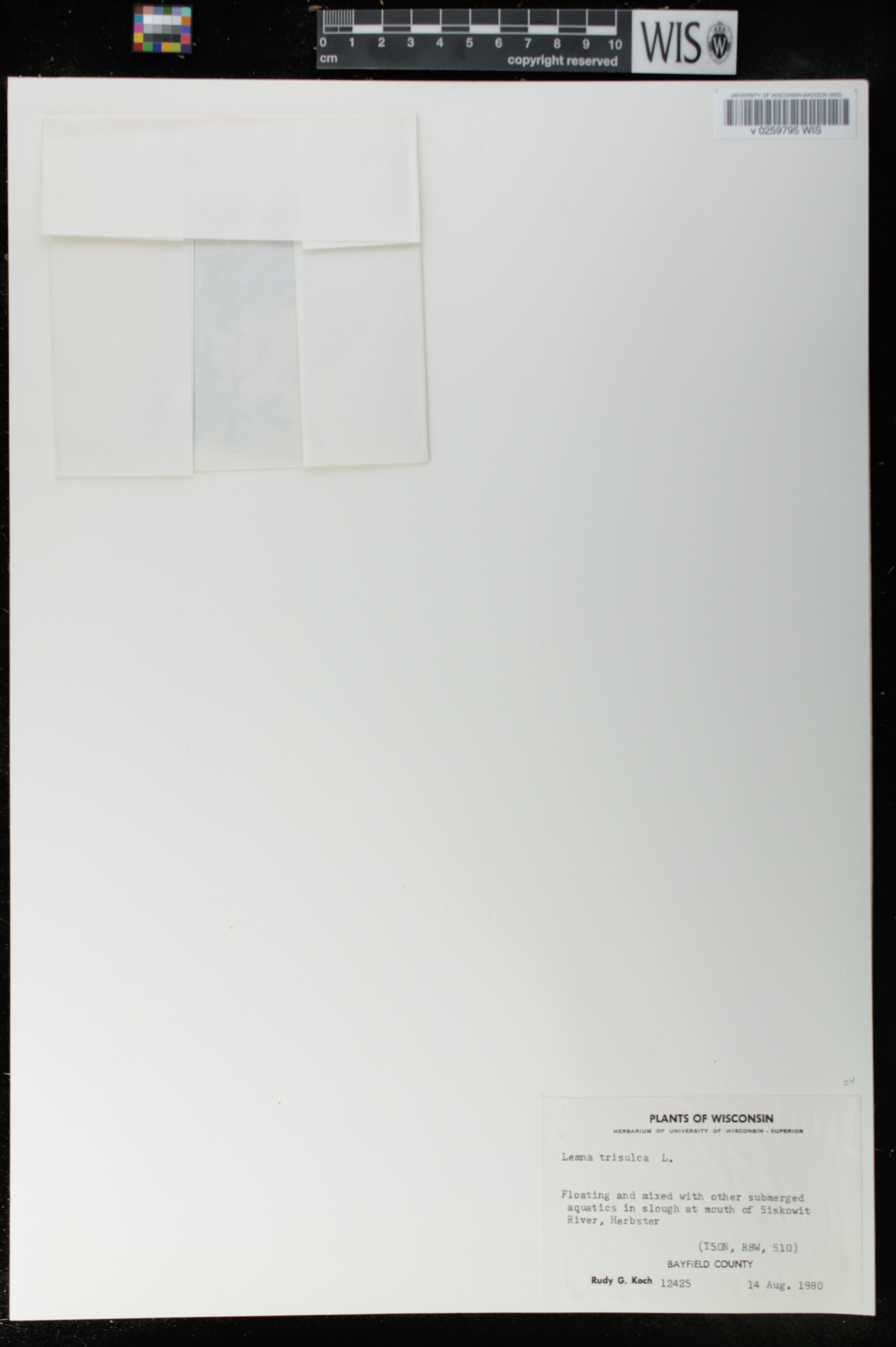 Lemna trisulca image