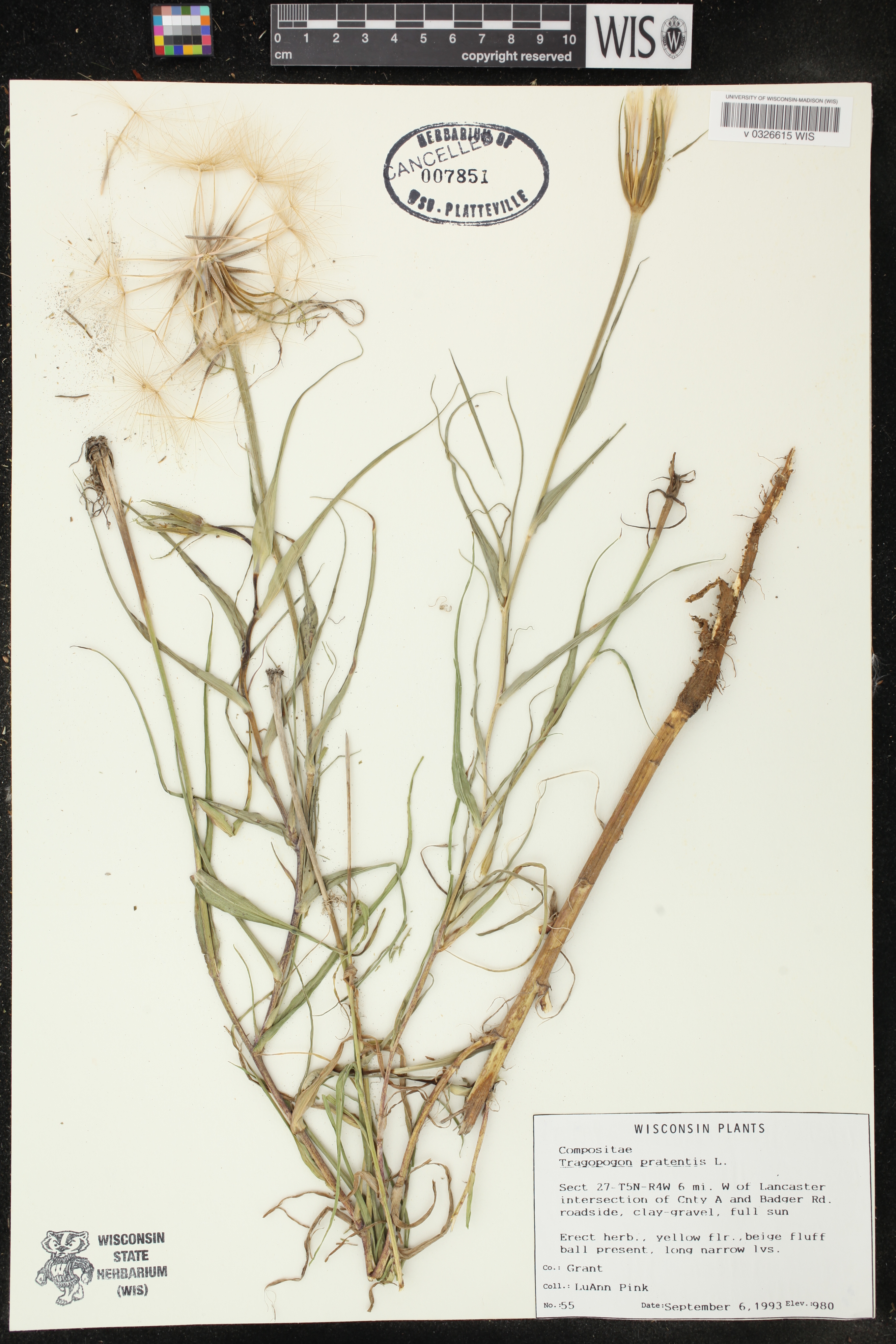 Tragopogon pratensis image