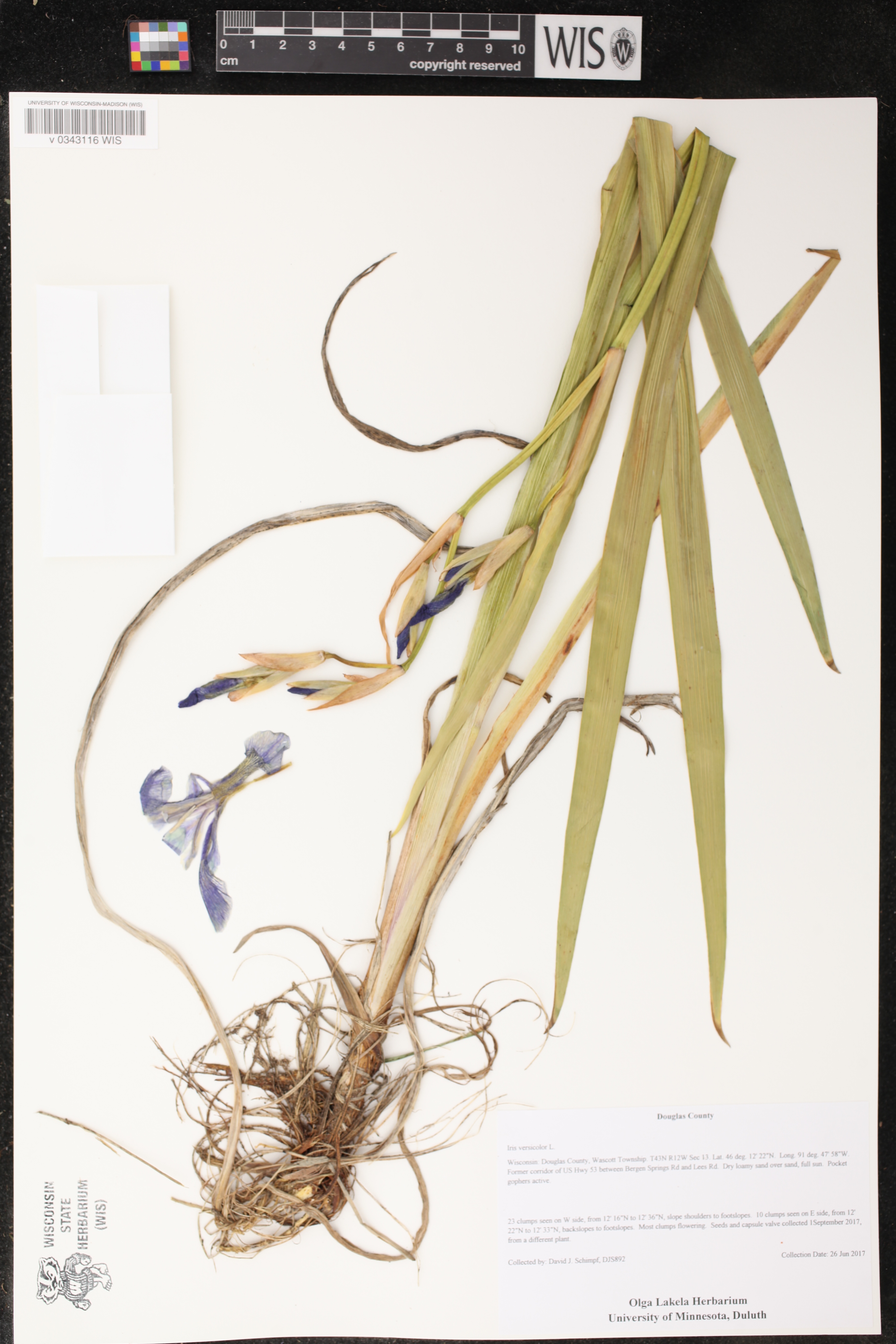 Iris versicolor image