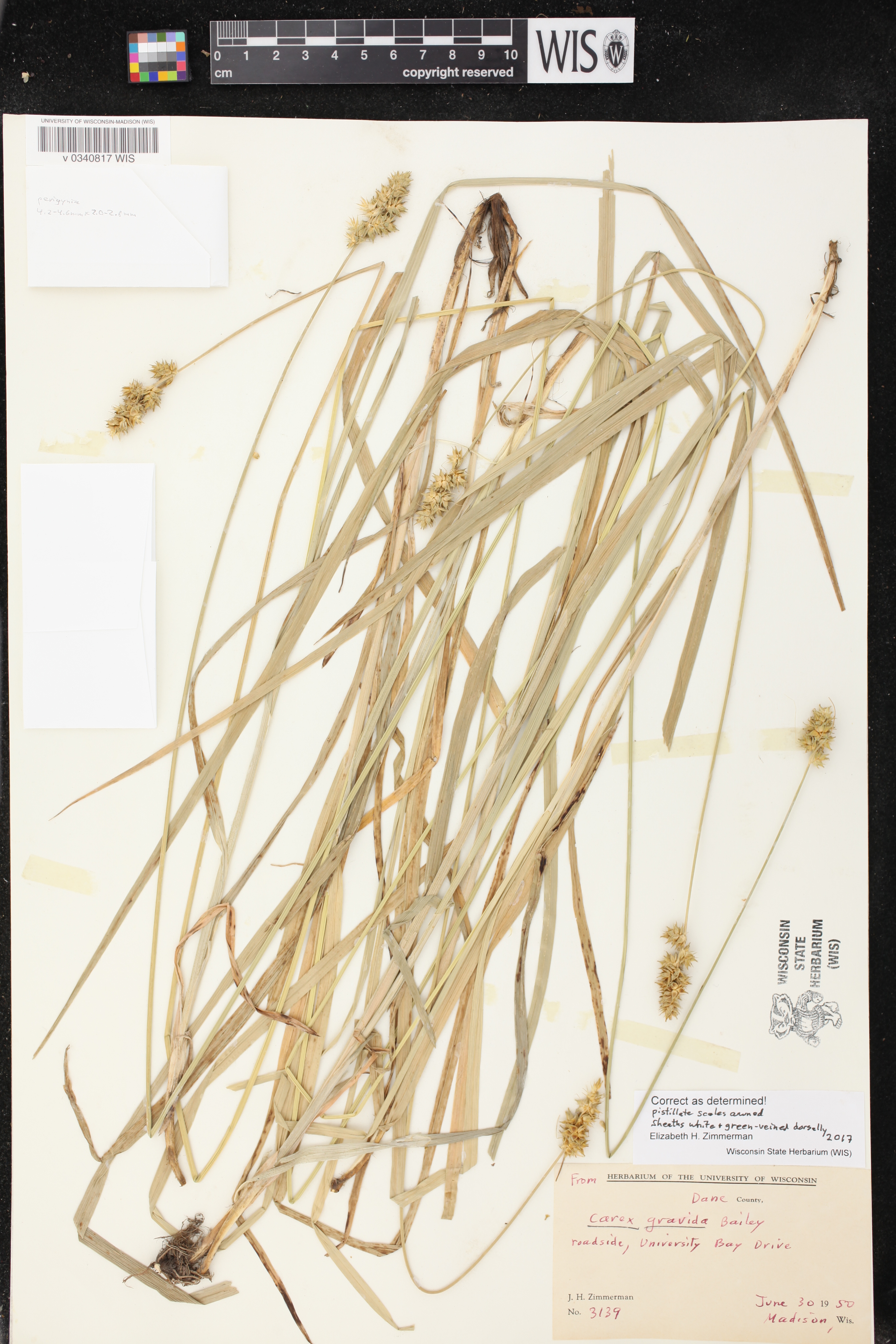 Carex gravida image
