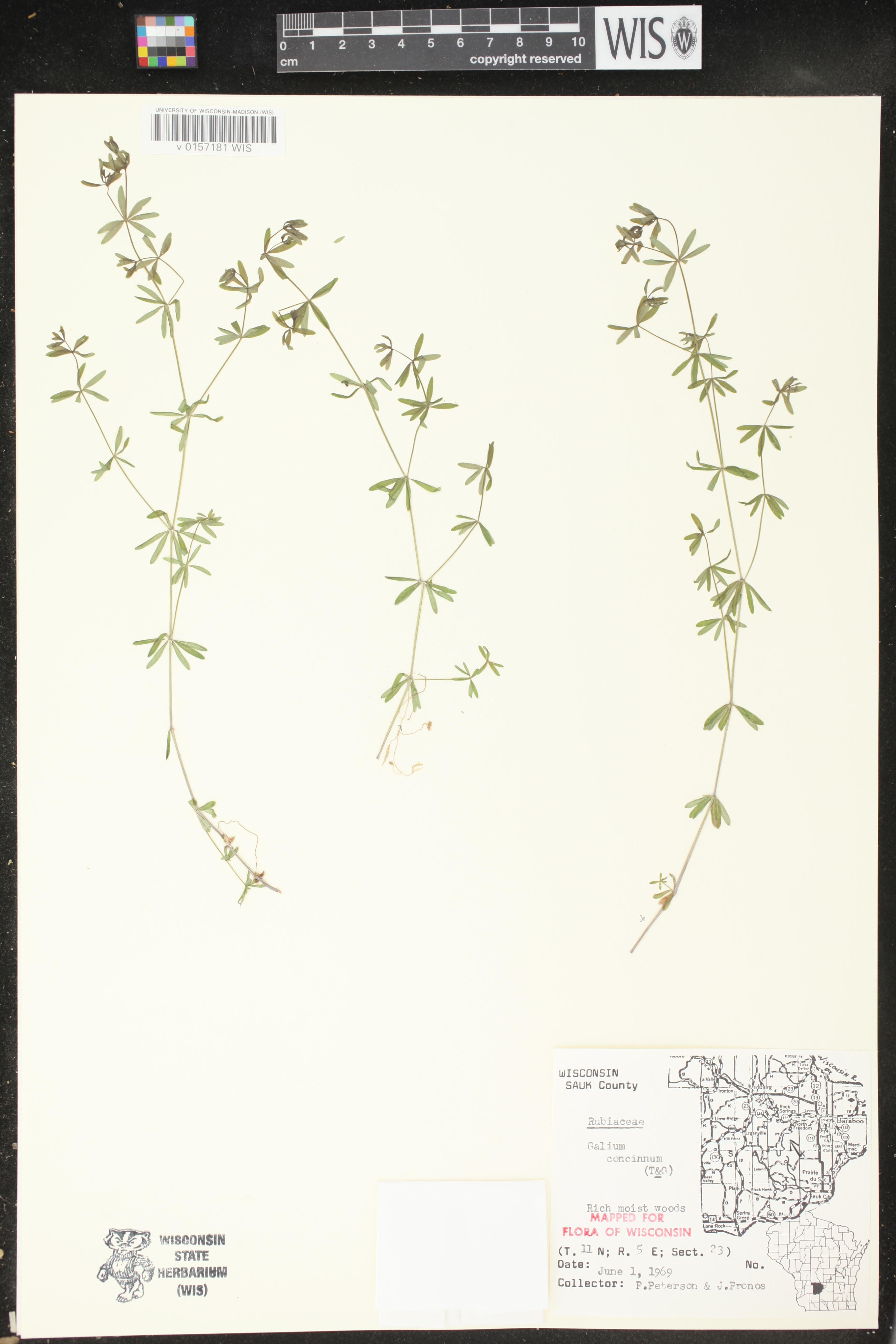 Galium concinnum image