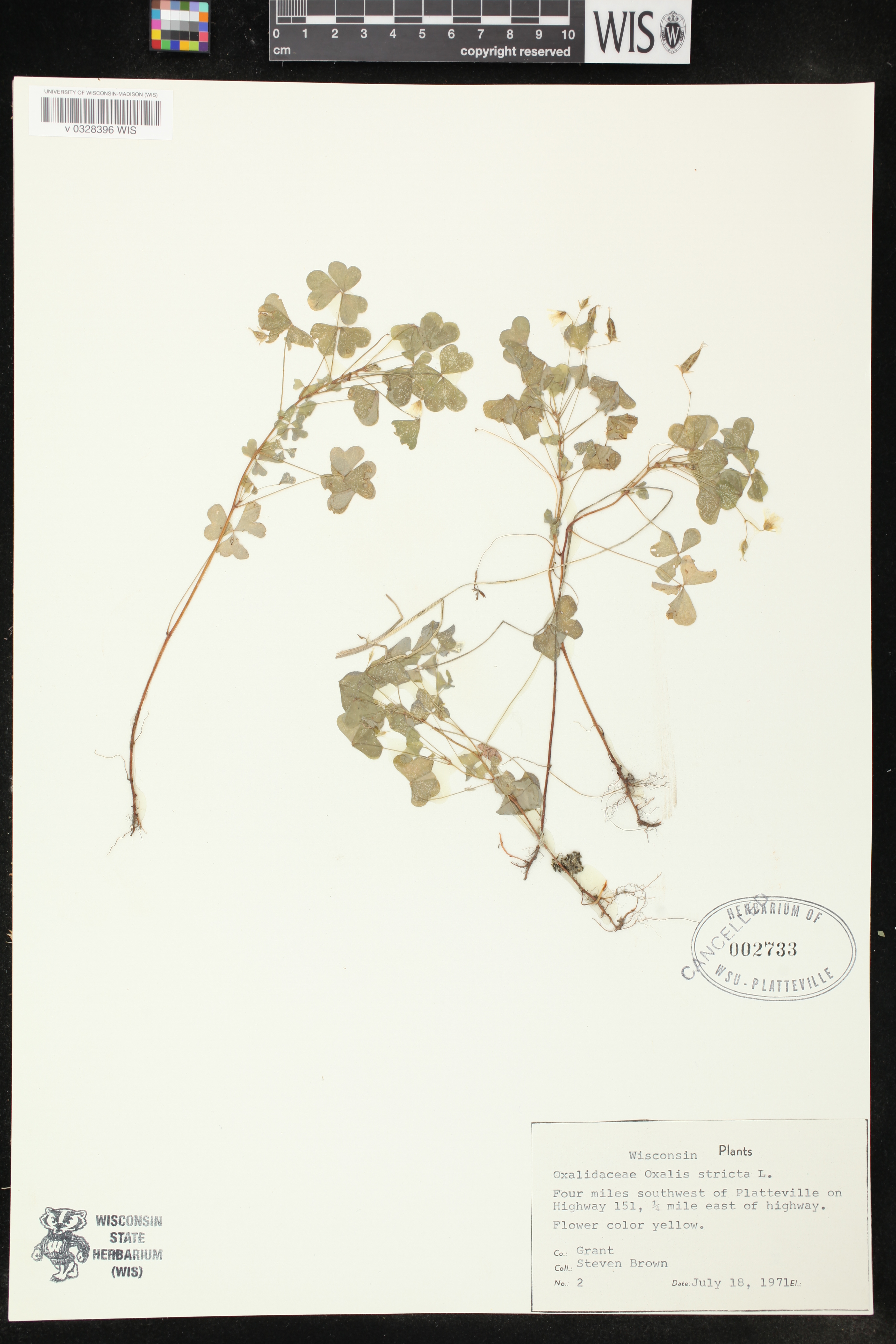 Oxalis stricta image