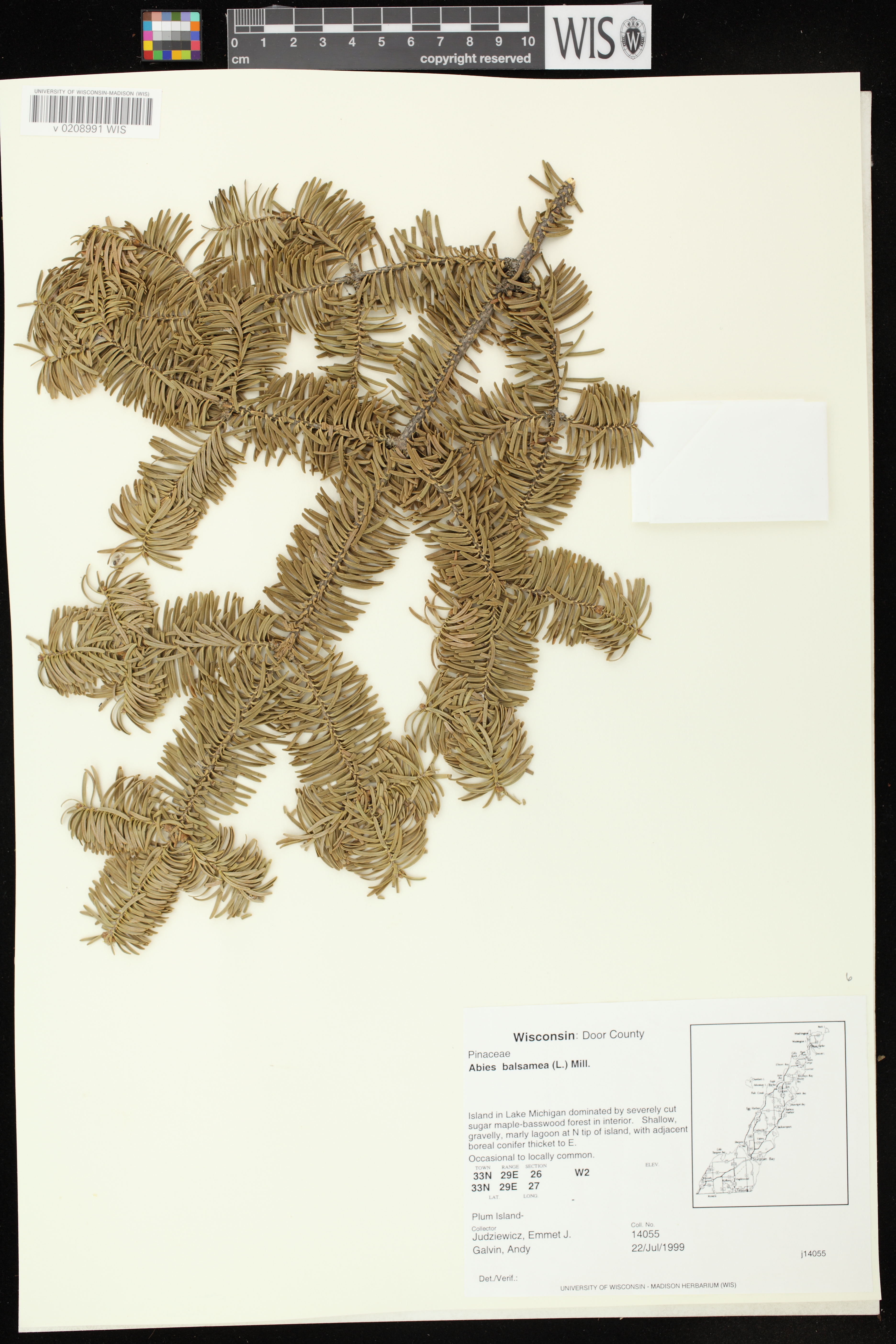 Abies balsamea image