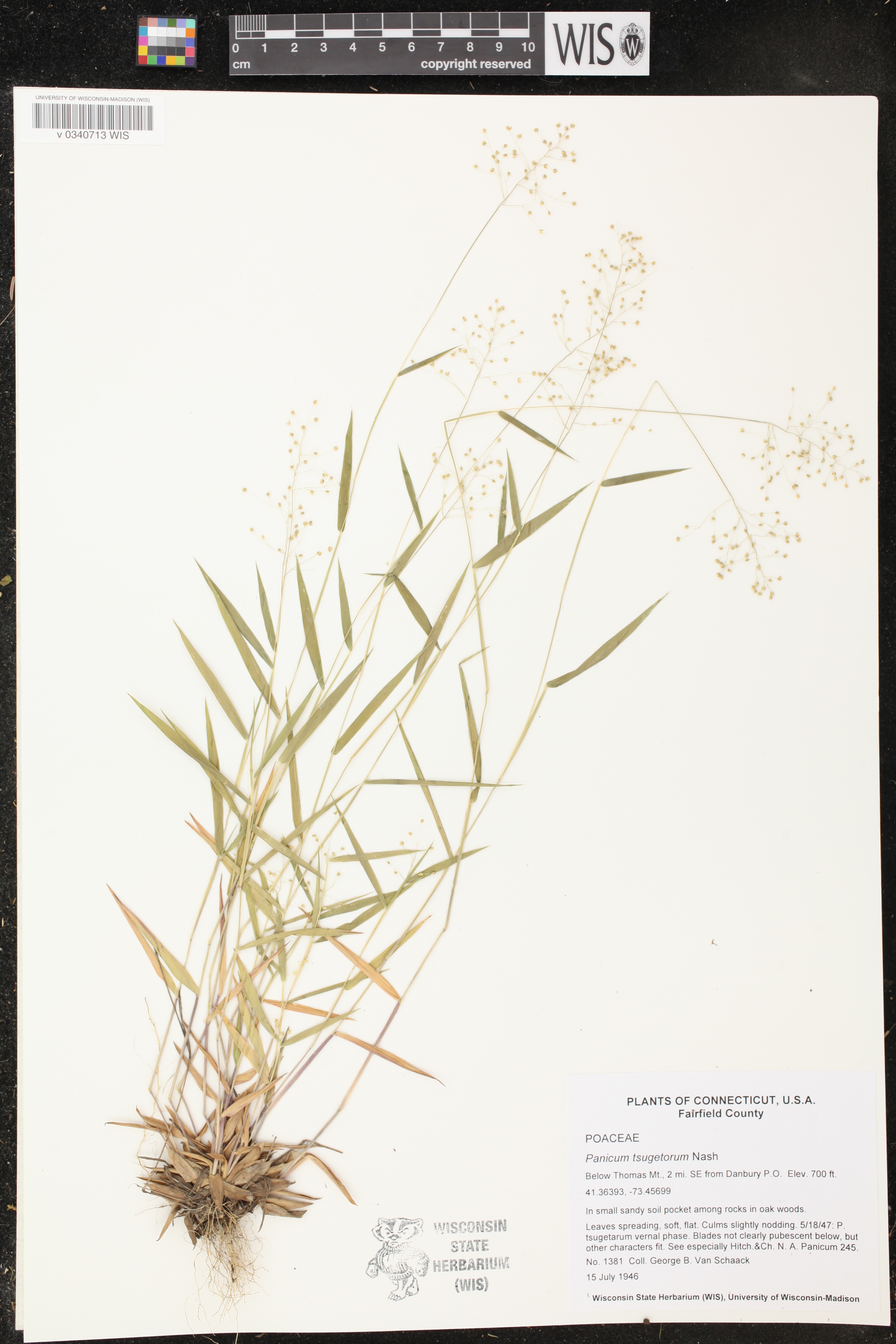 Panicum tsugetorum image