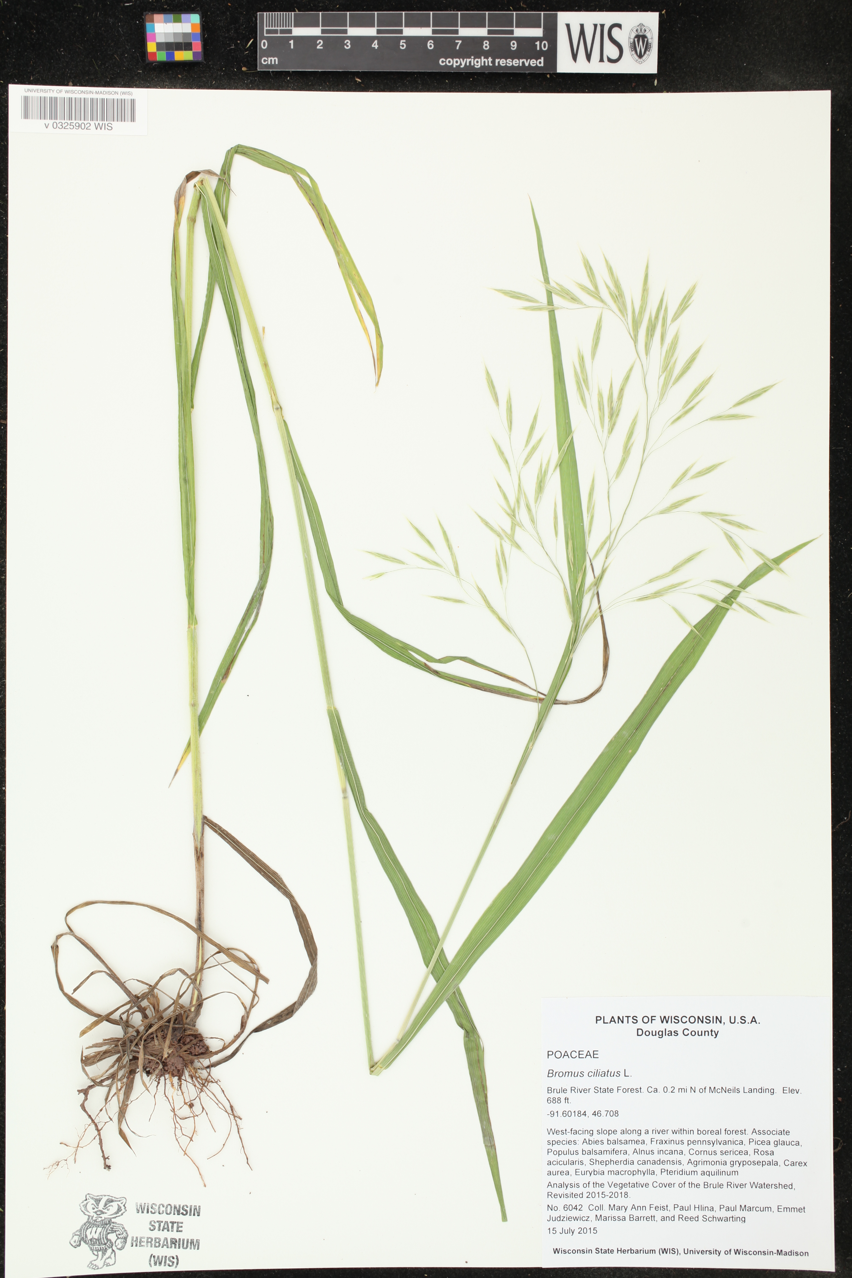Bromus ciliatus image