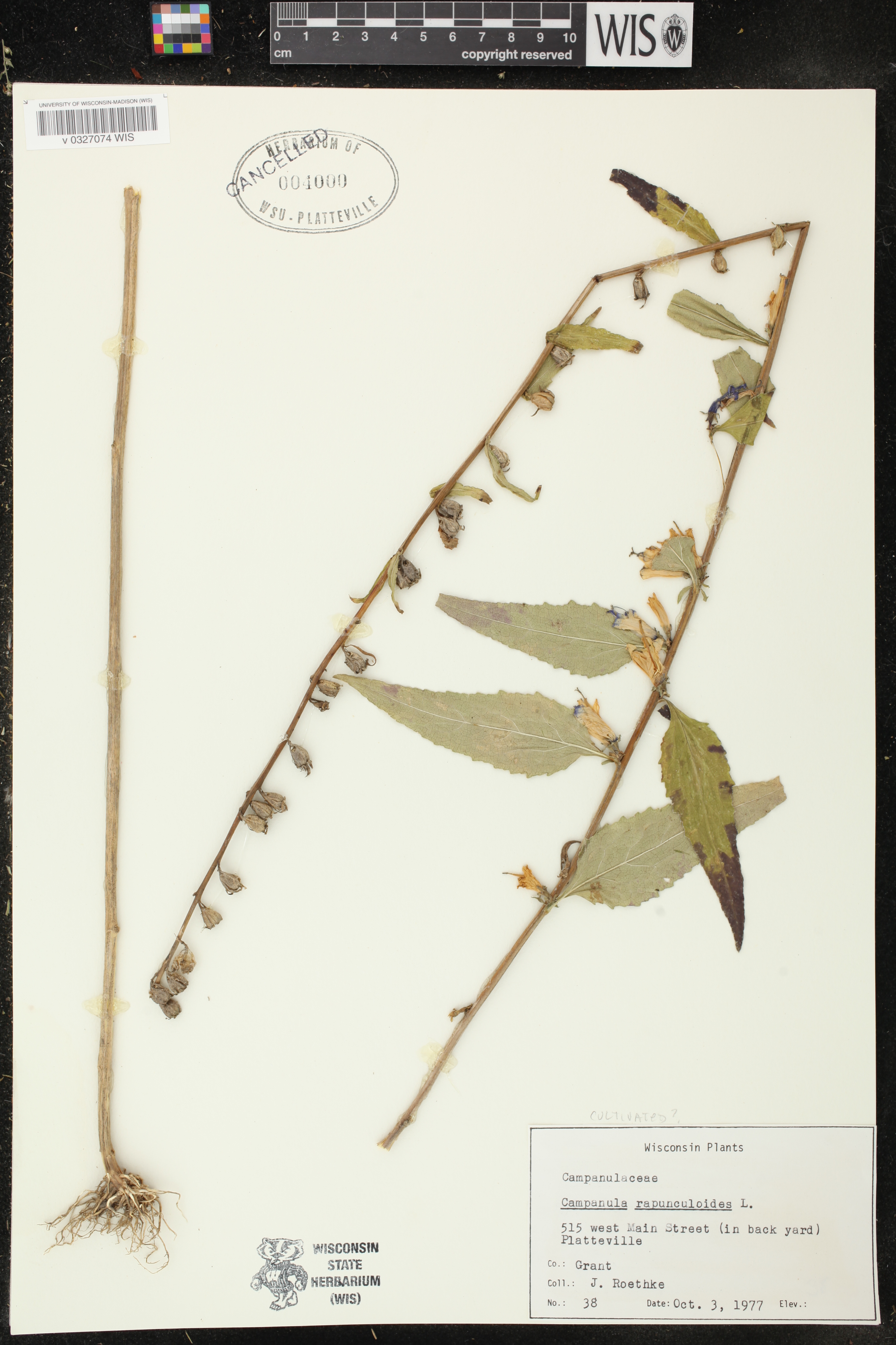 Campanula rapunculoides image