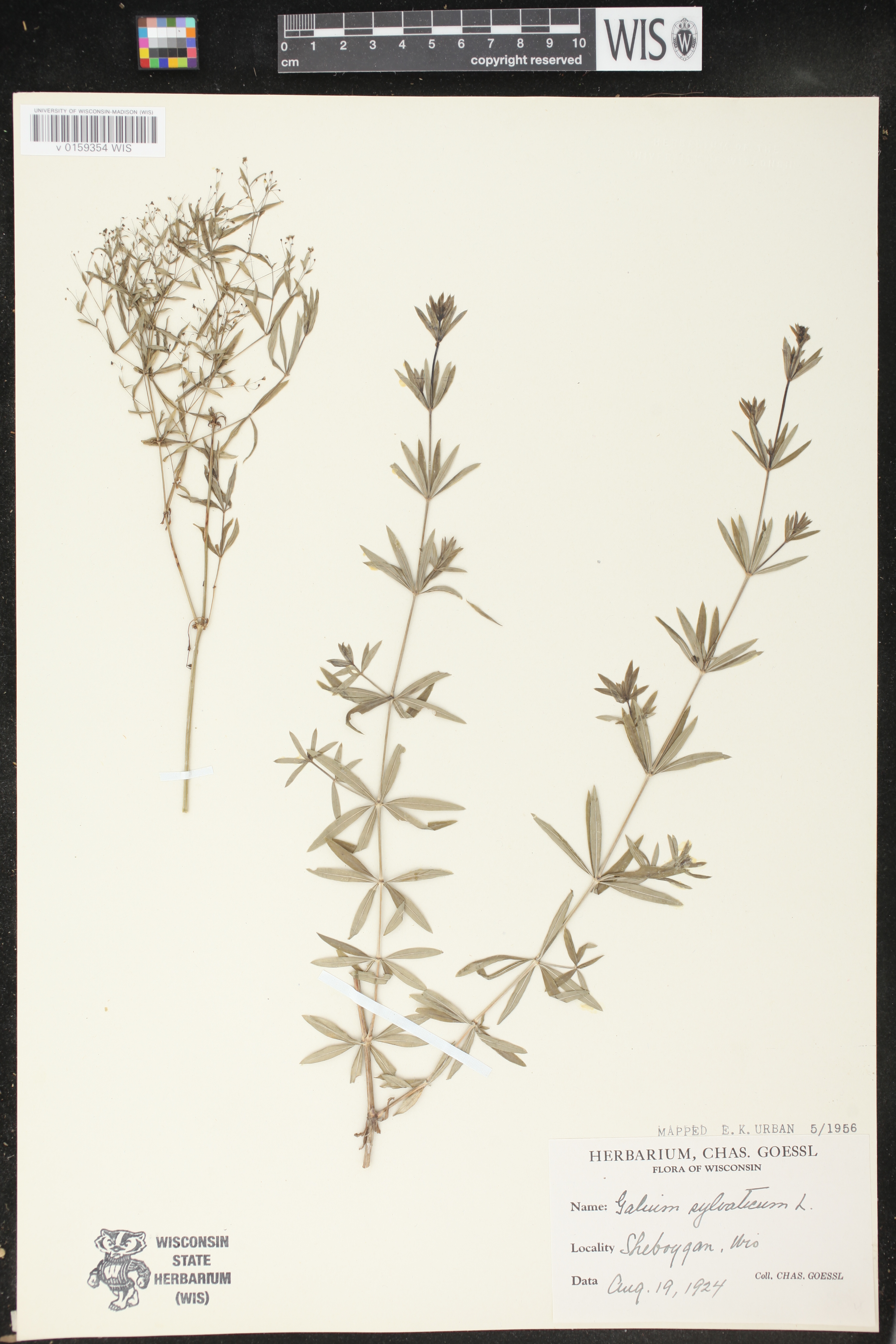 Galium sylvaticum image