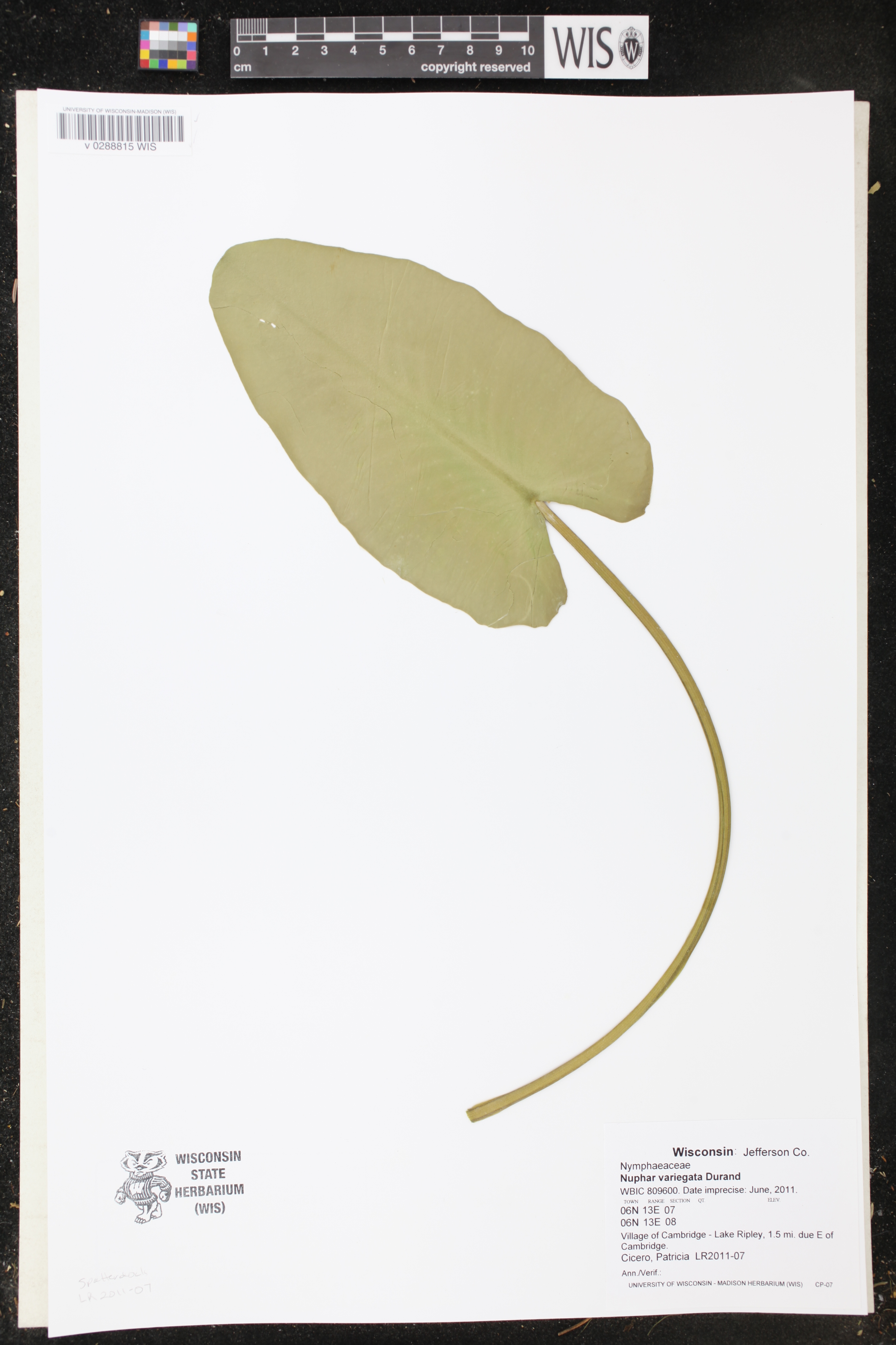 Nuphar variegata image