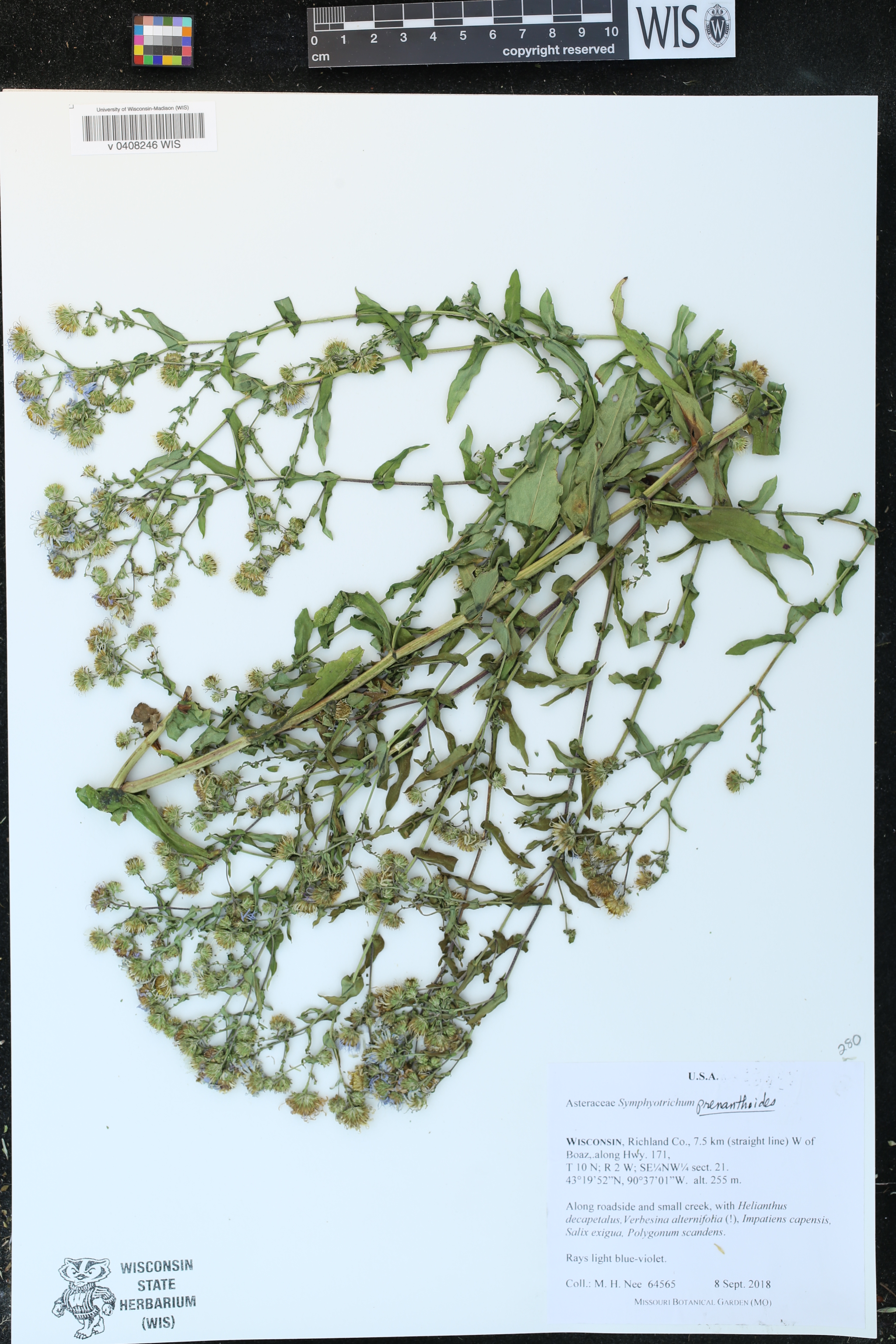Symphyotrichum prenanthoides image
