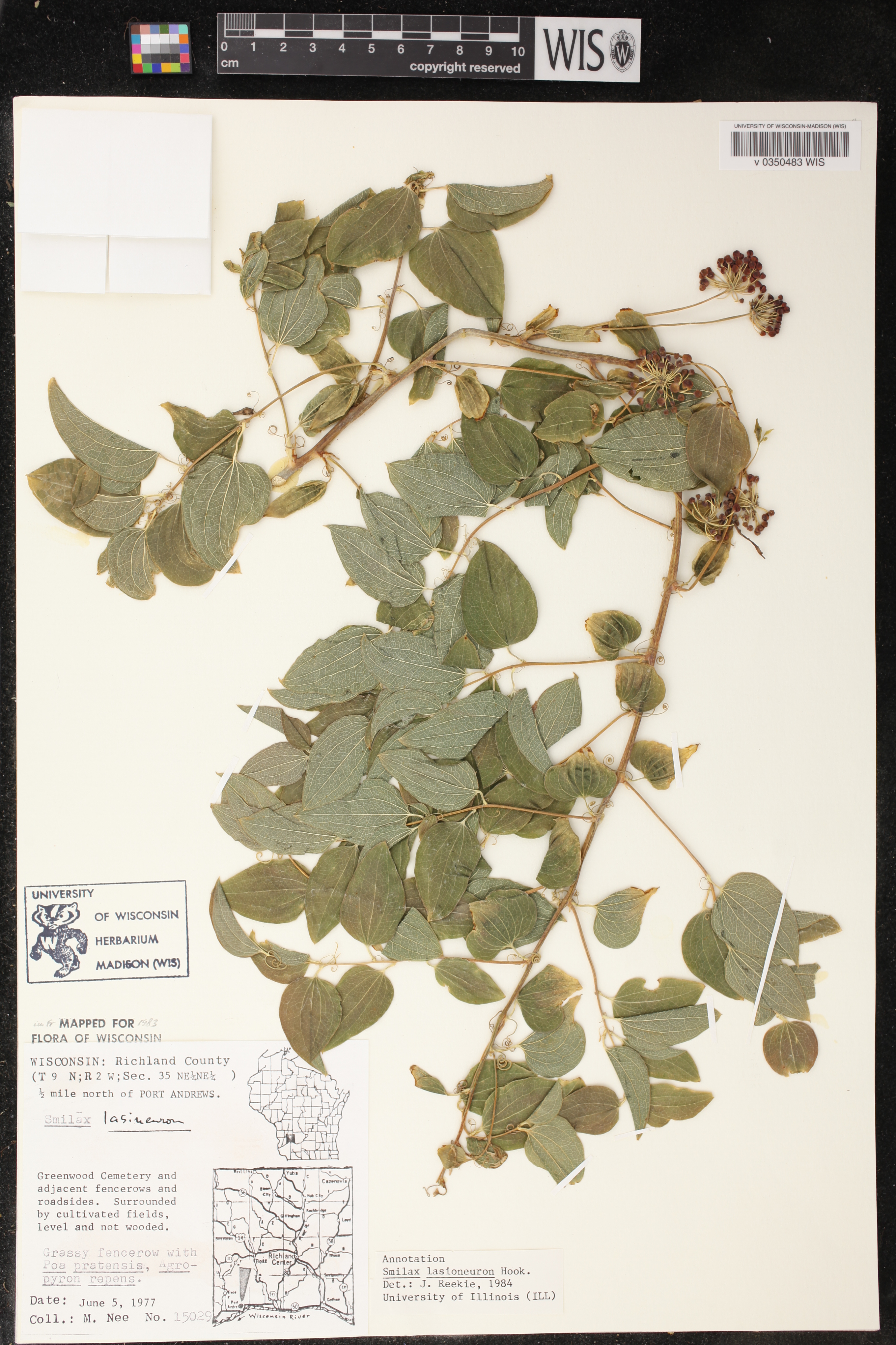 Smilax lasioneura image