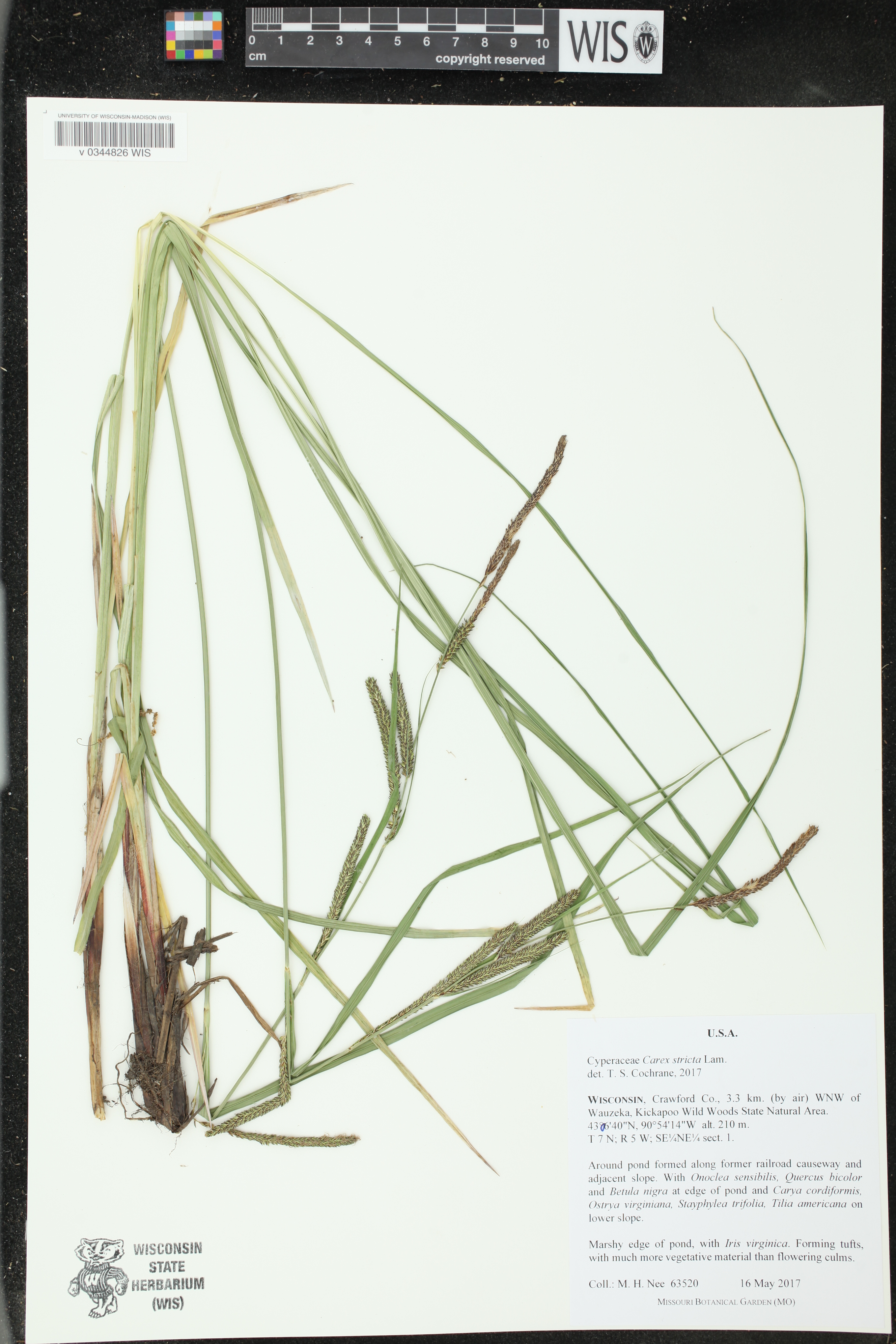 Carex stricta image