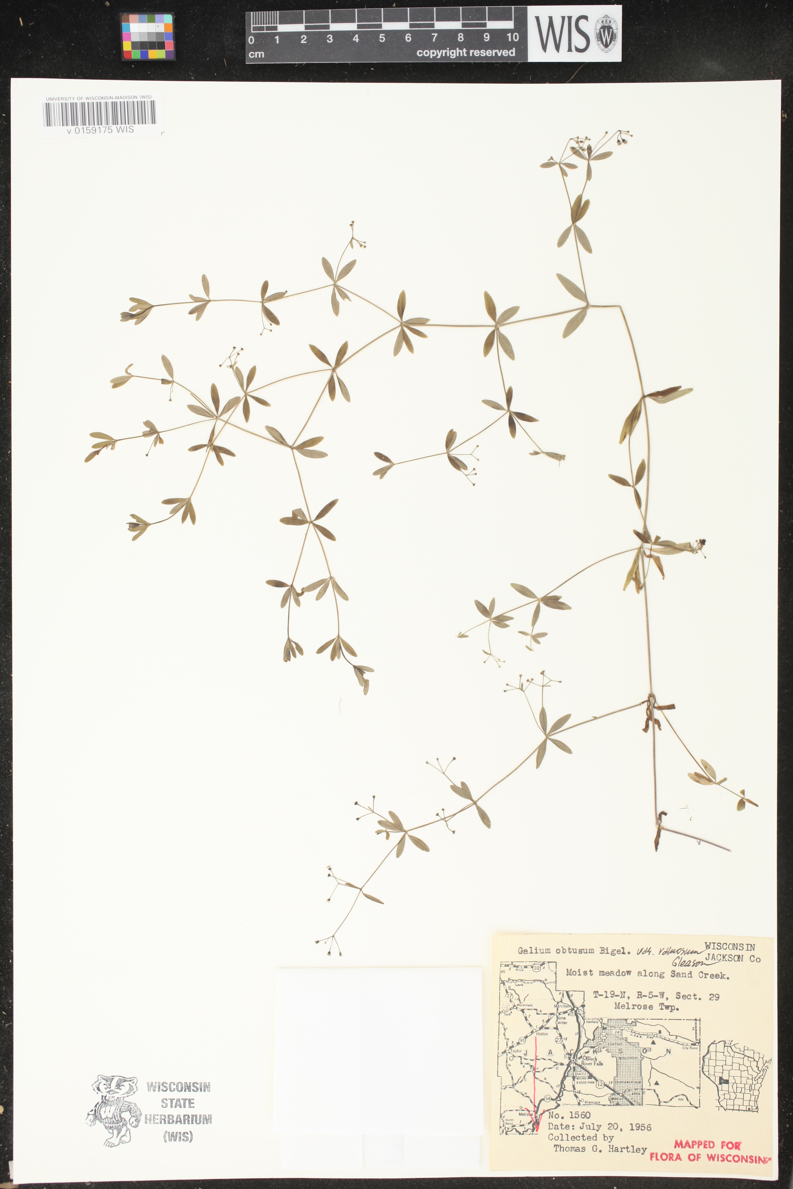 Galium obtusum subsp. obtusum image