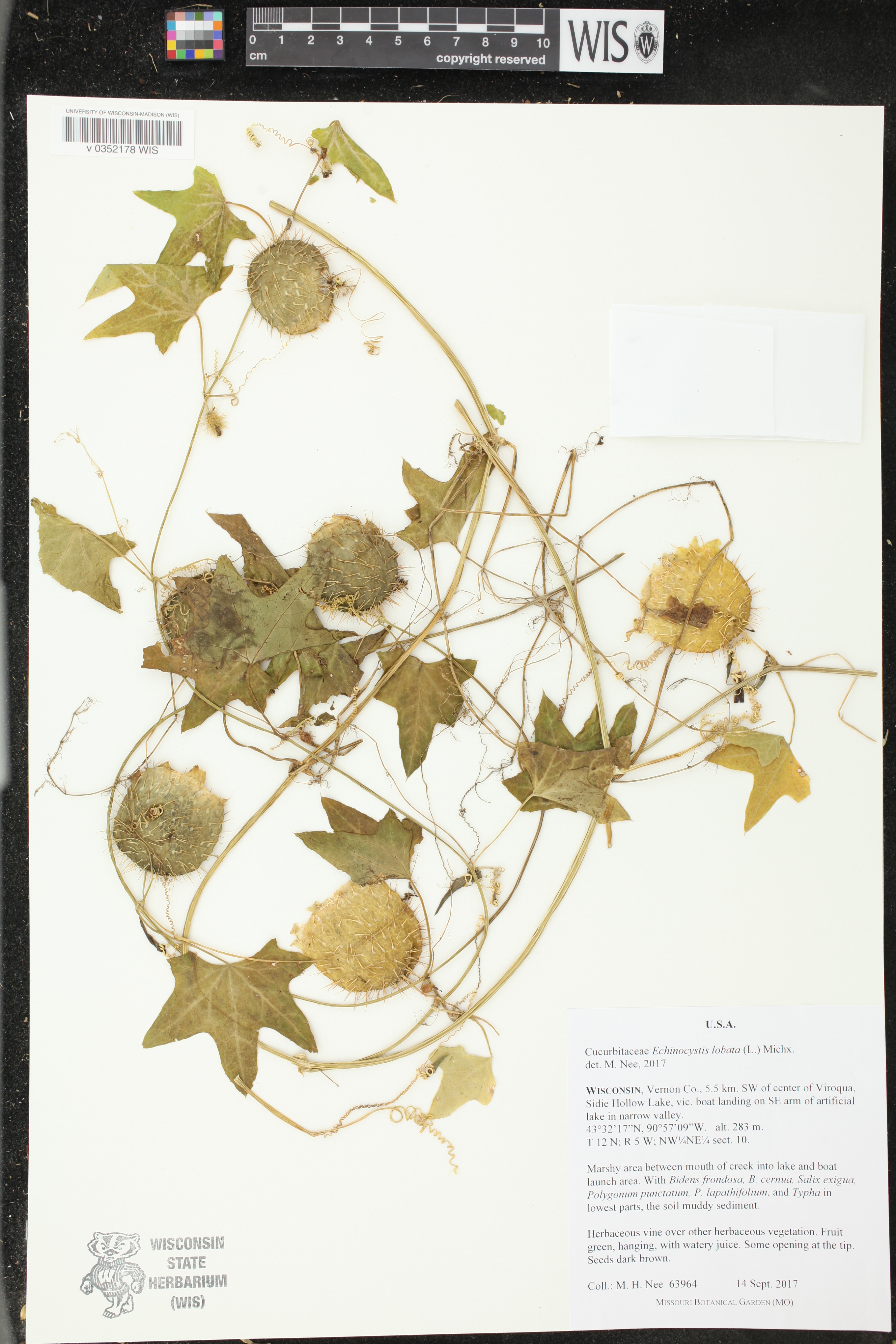 Echinocystis lobata image