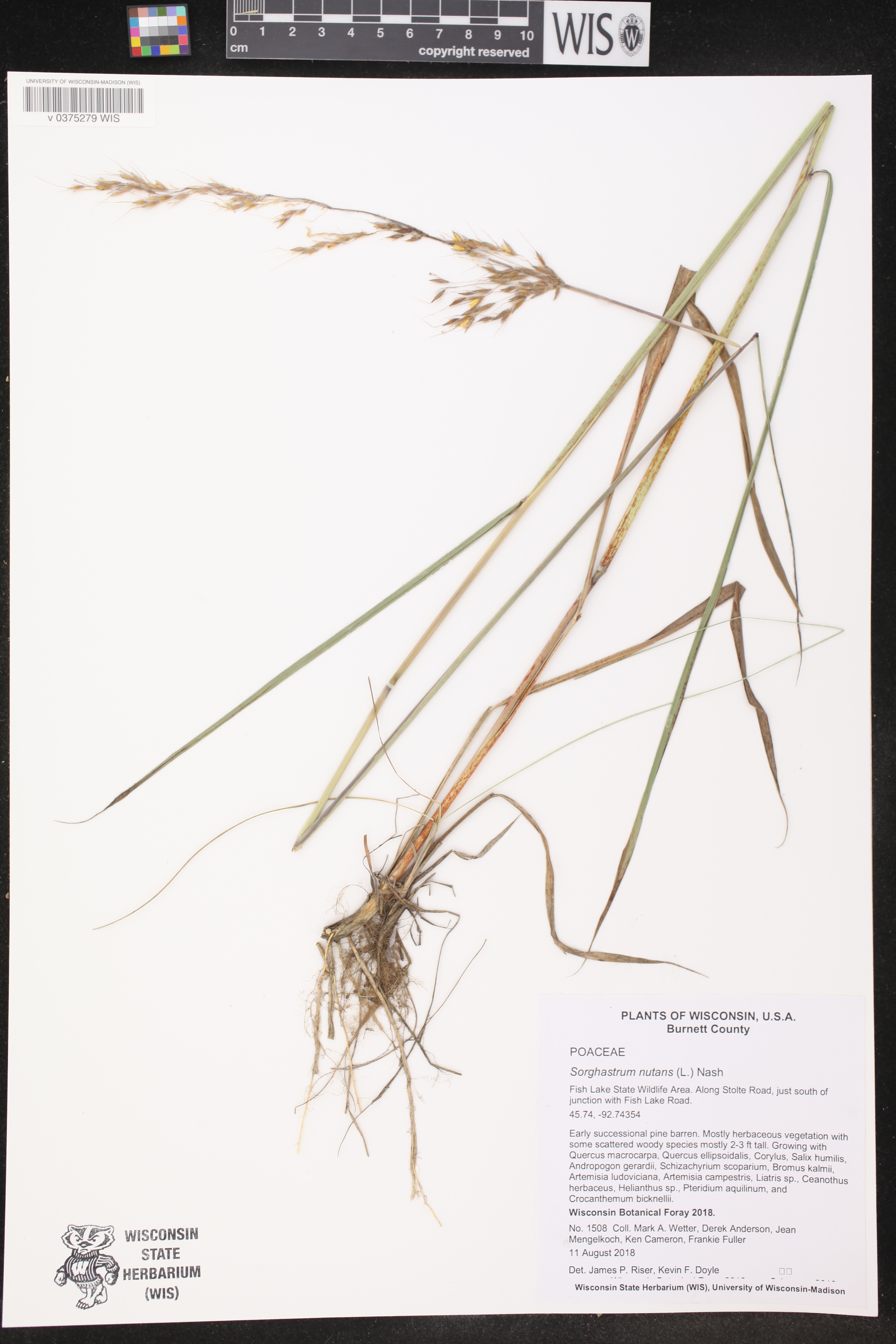 Sorghastrum nutans image
