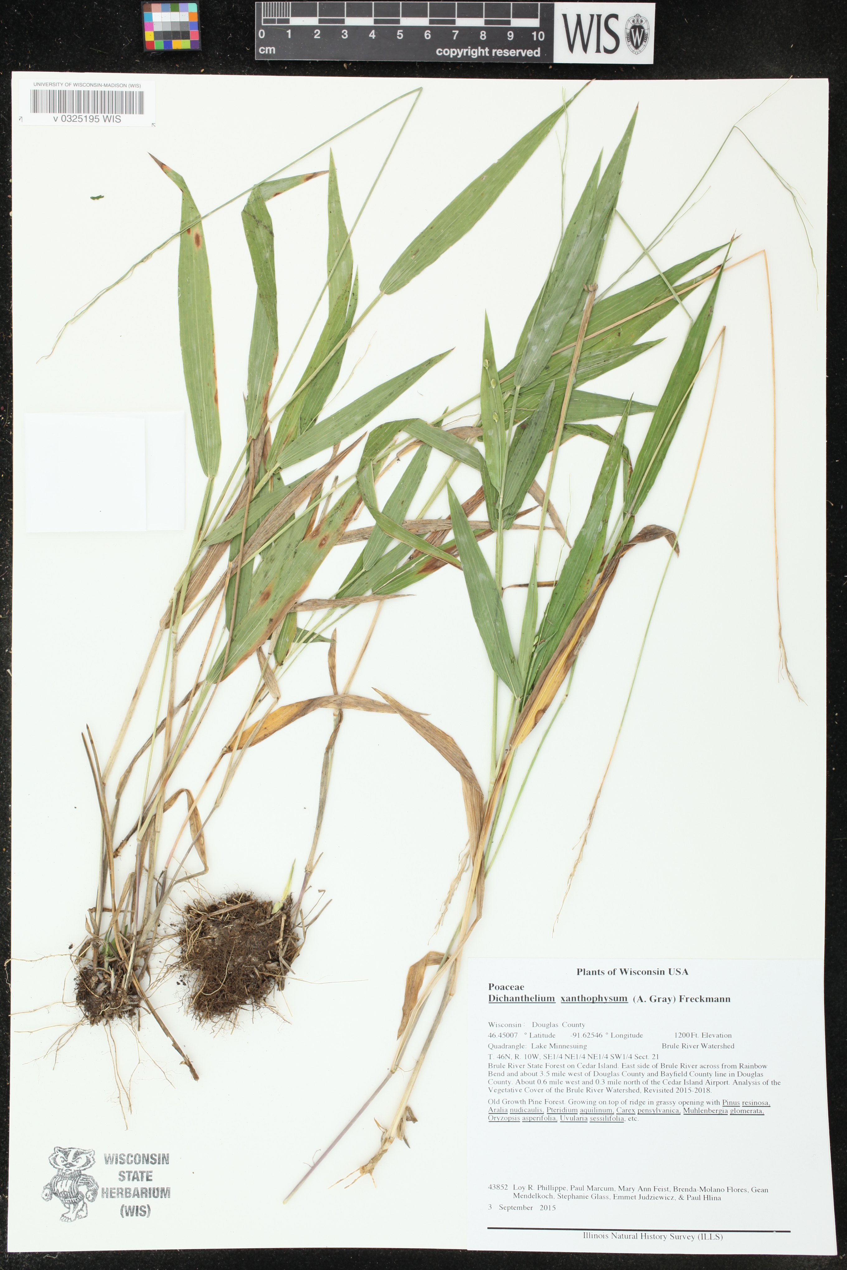 Dichanthelium xanthophysum image
