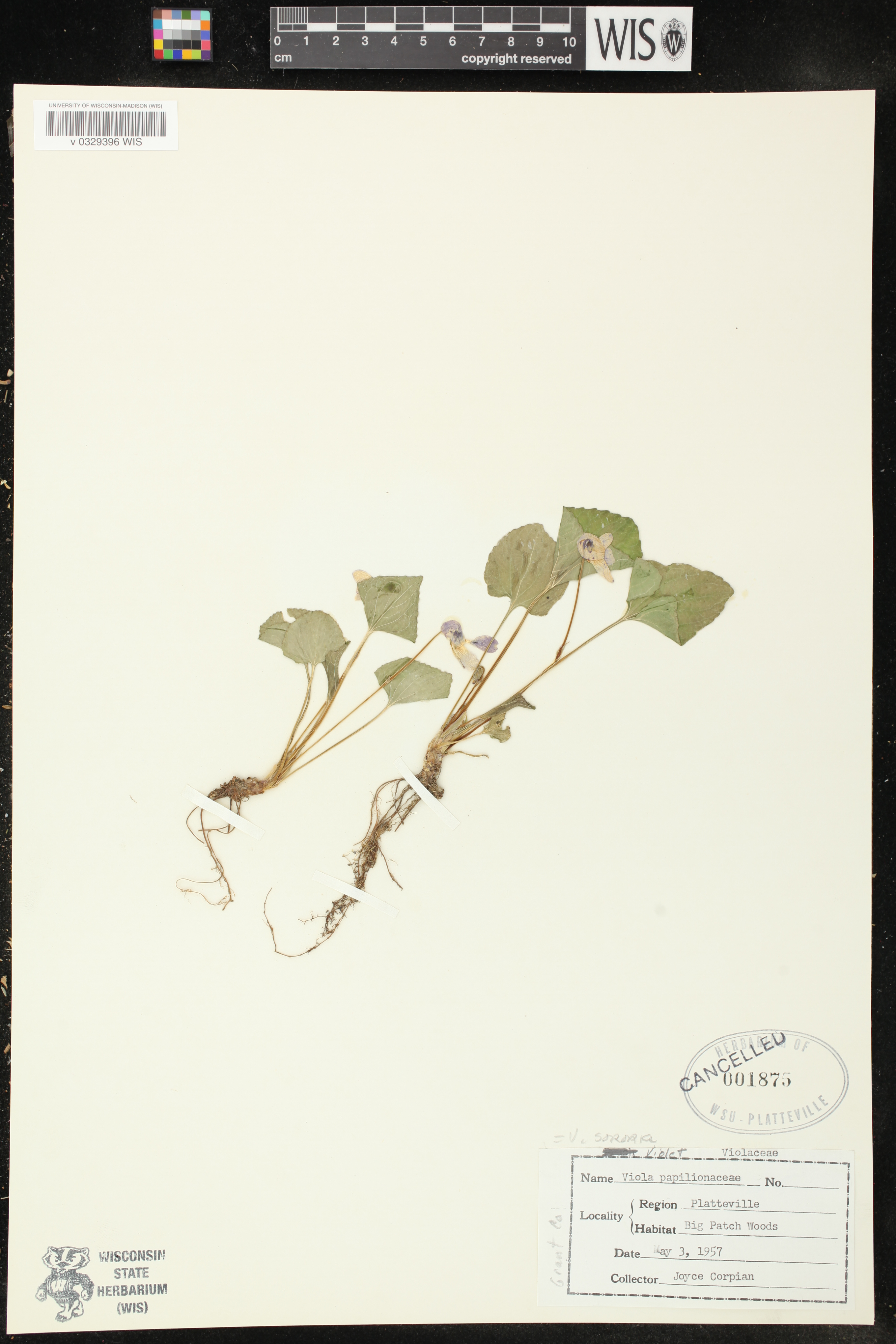 Viola sororia image