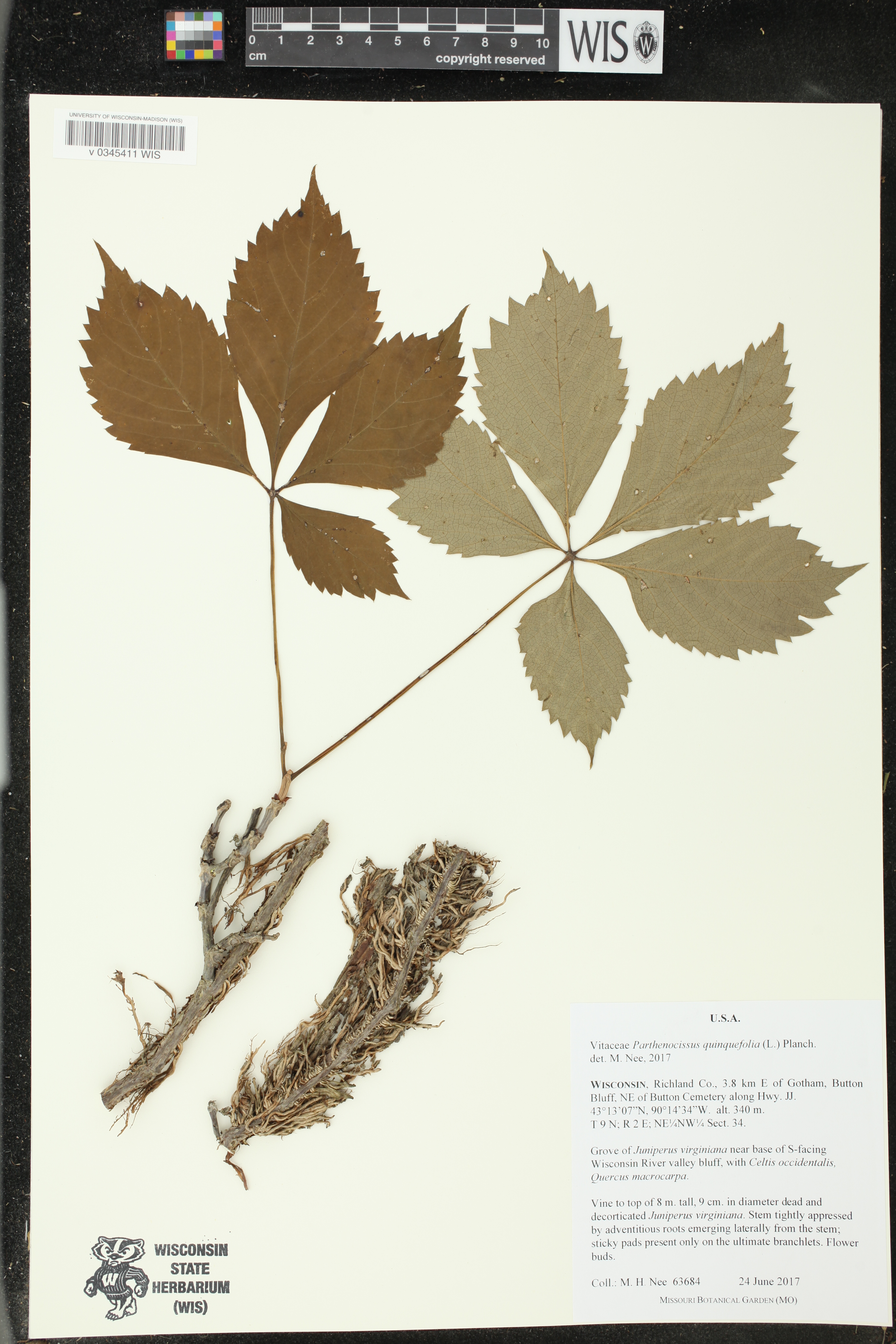 Parthenocissus quinquefolia image