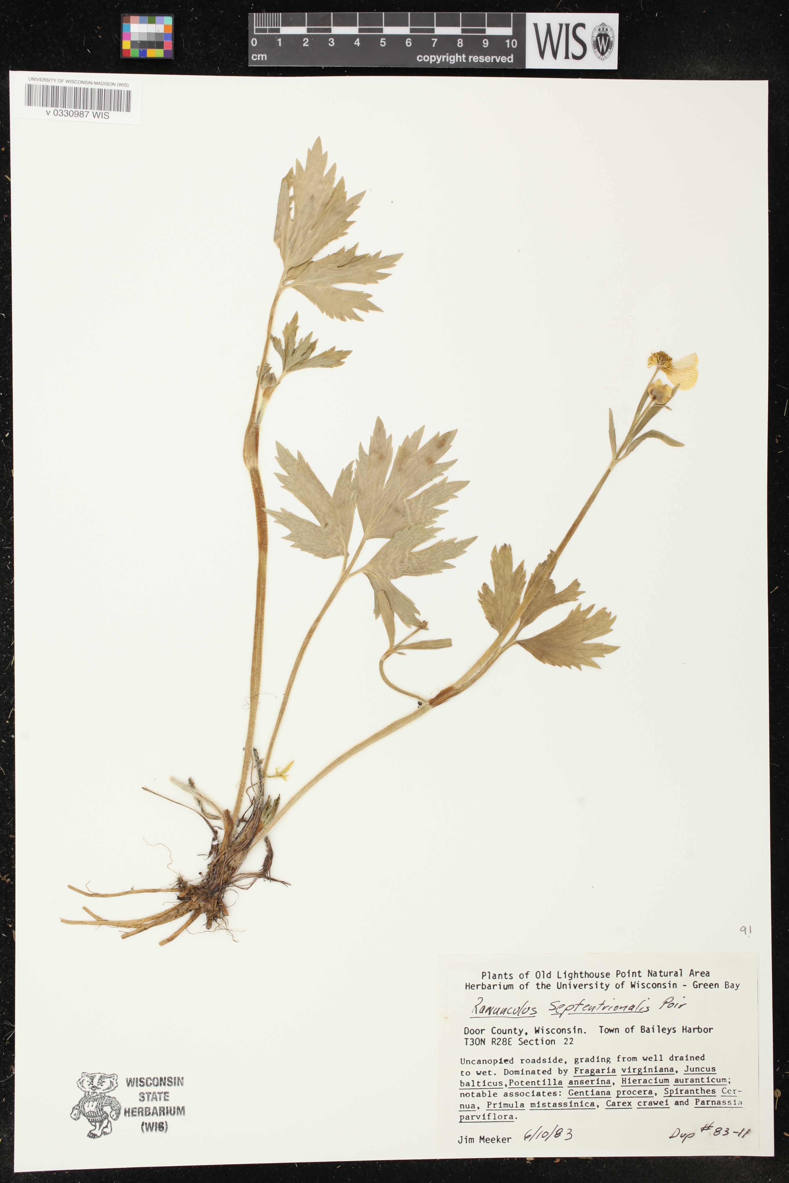 Ranunculus hispidus var. nitidus image