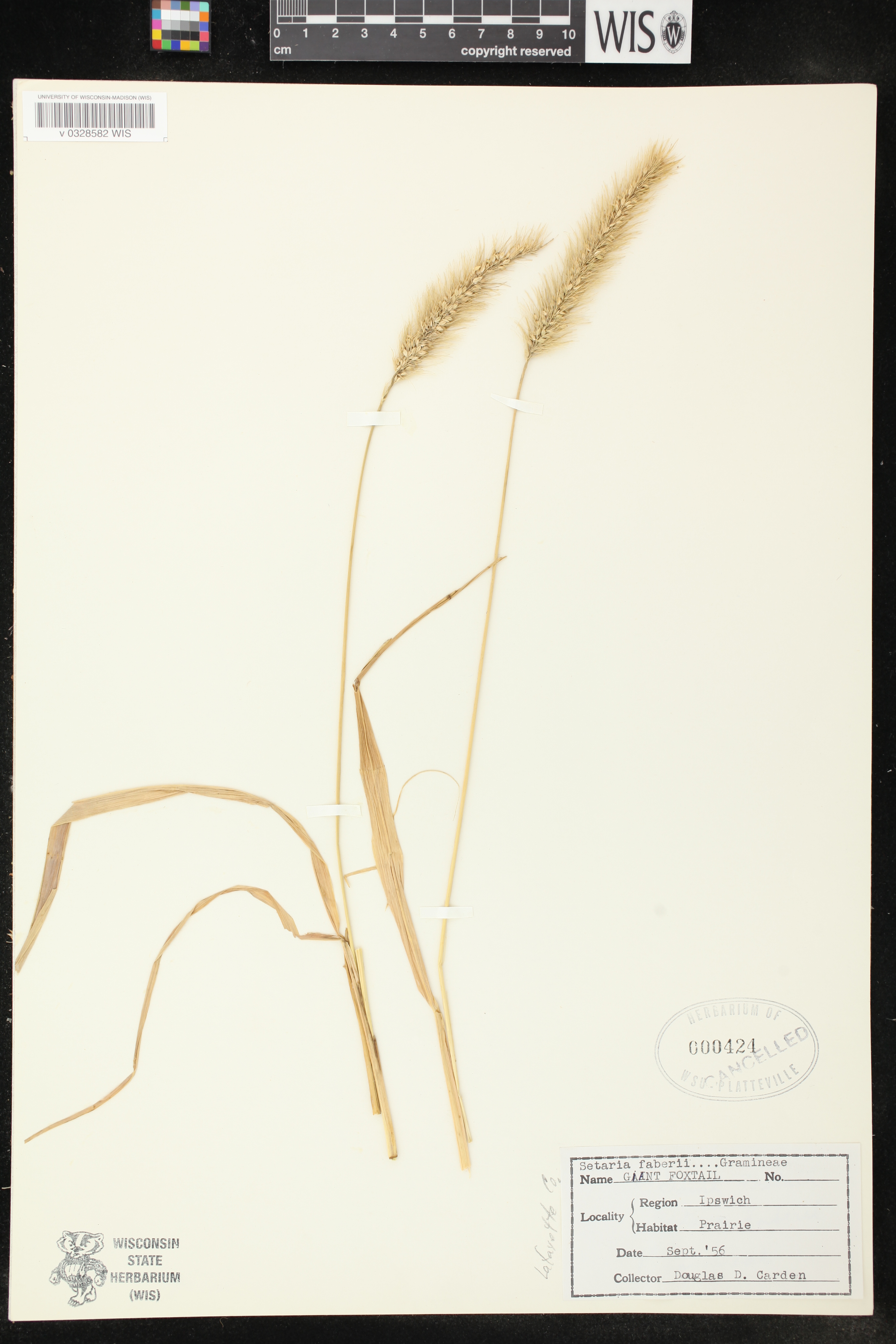 Setaria faberi image