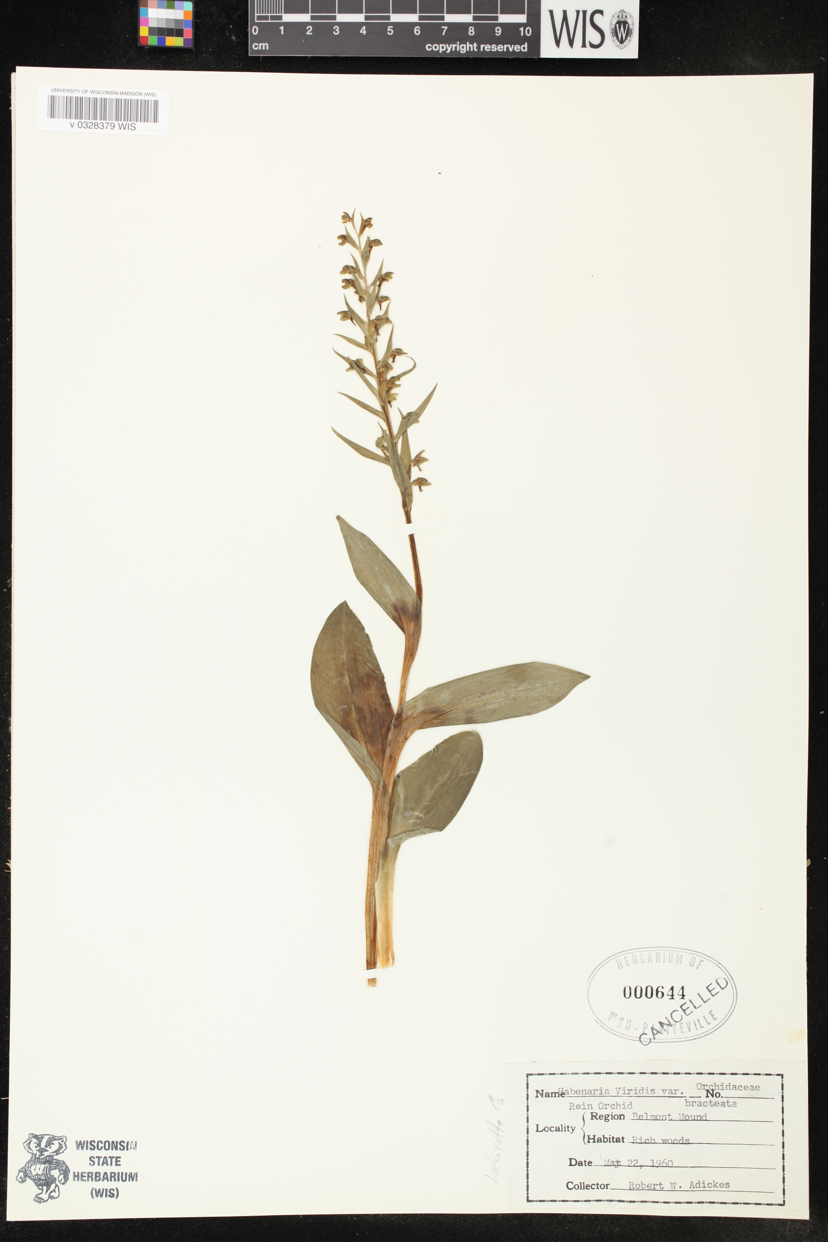 Coeloglossum viride var. virescens image