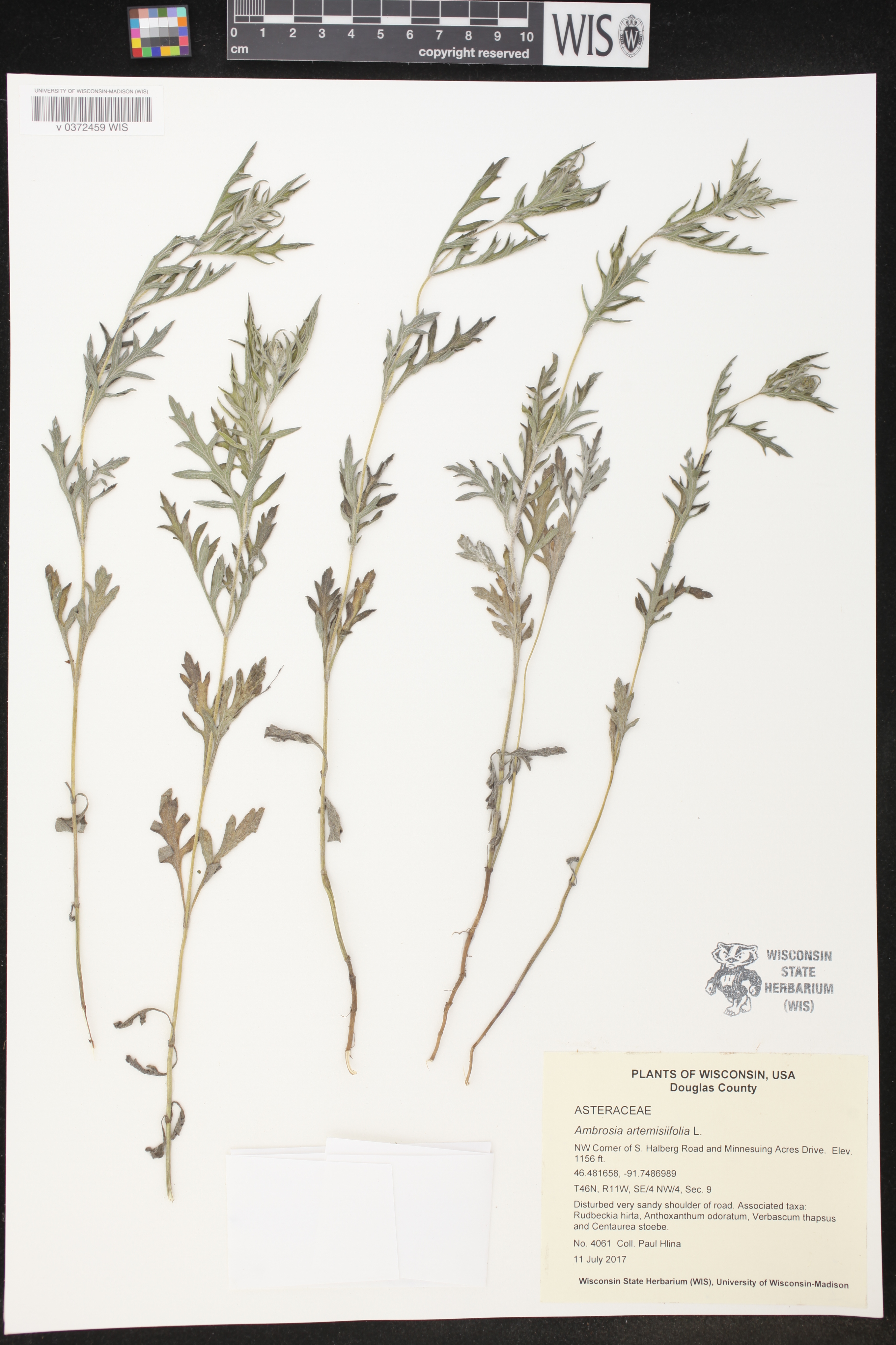 Ambrosia artemisiifolia image