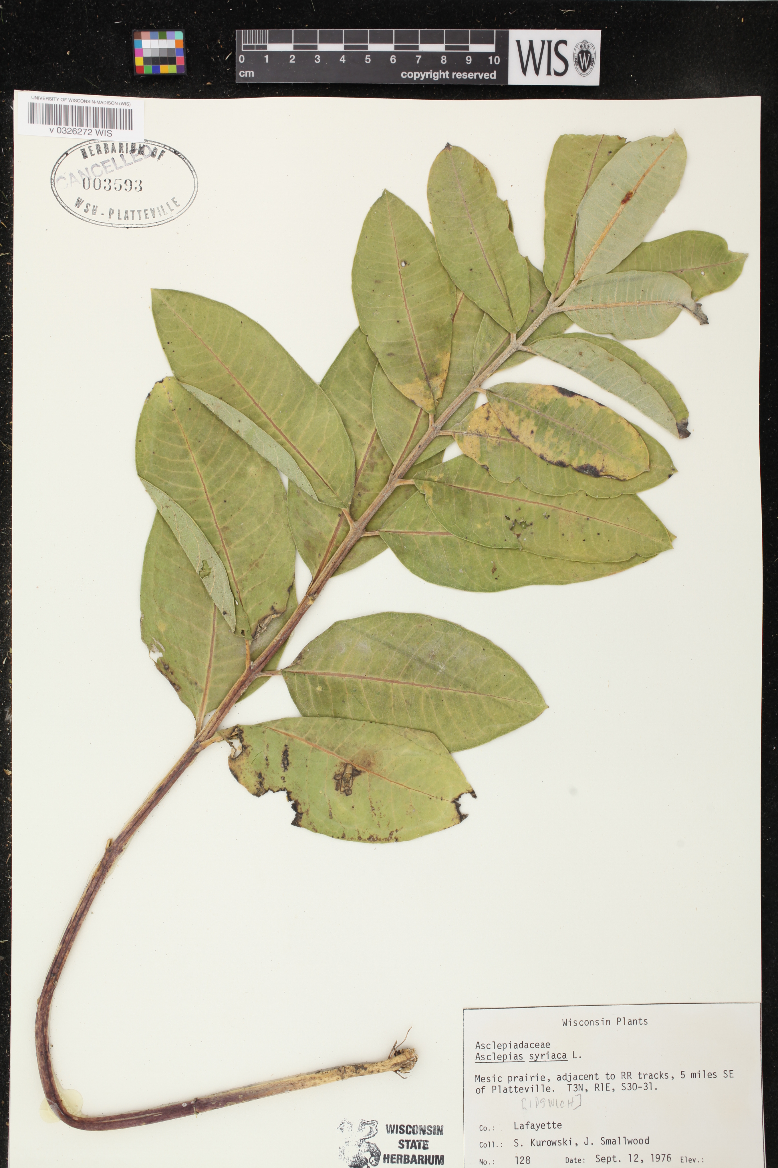 Asclepias syriaca image