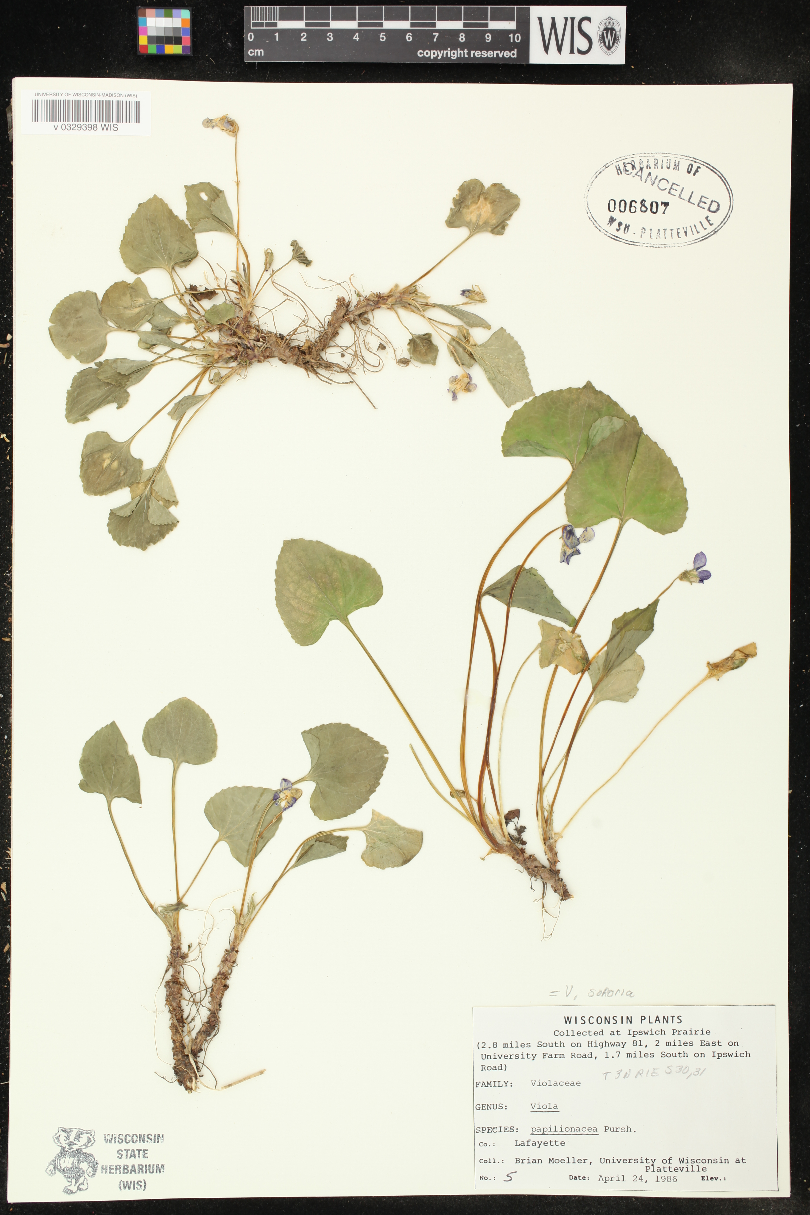 Viola sororia image