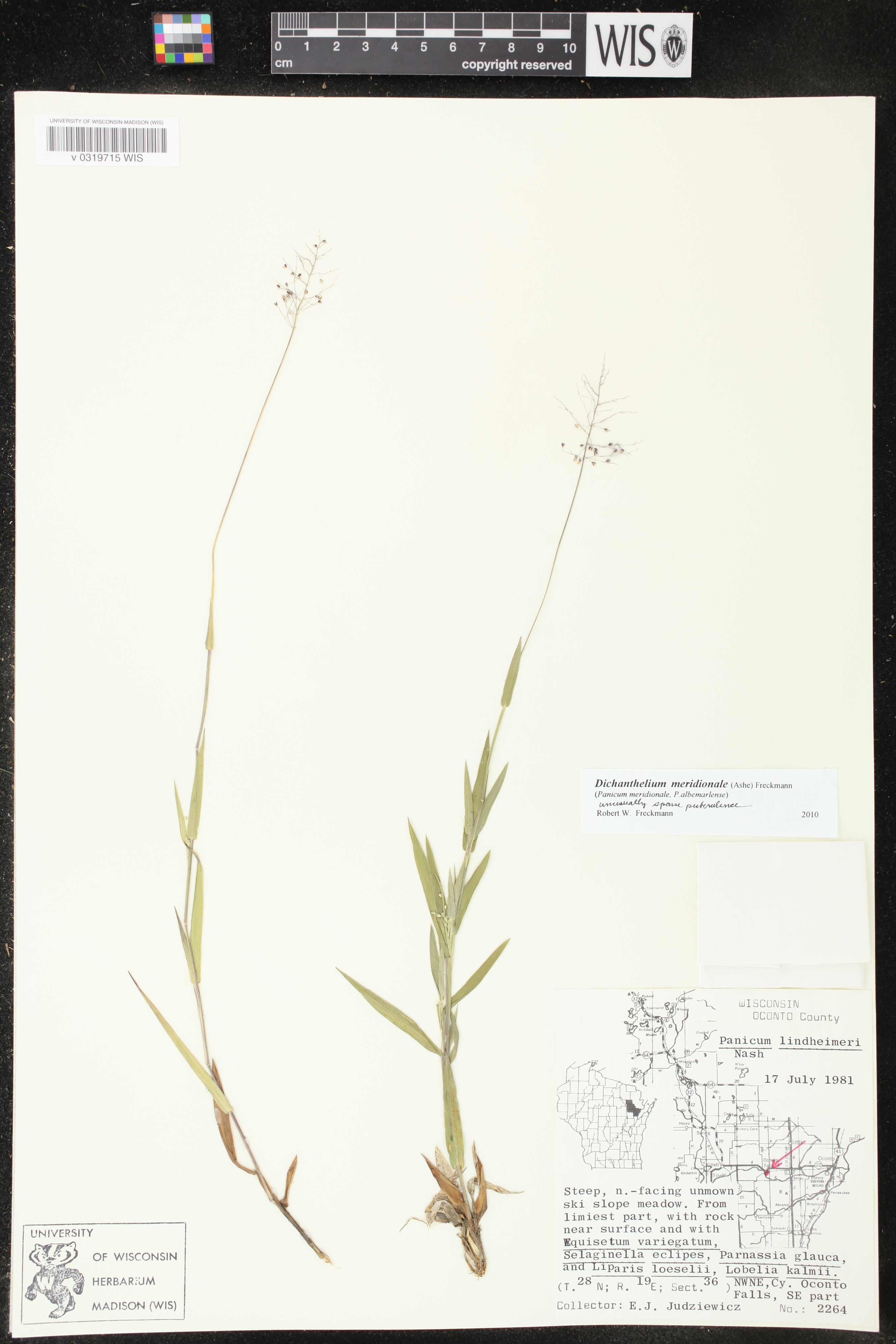 Dichanthelium meridionale image