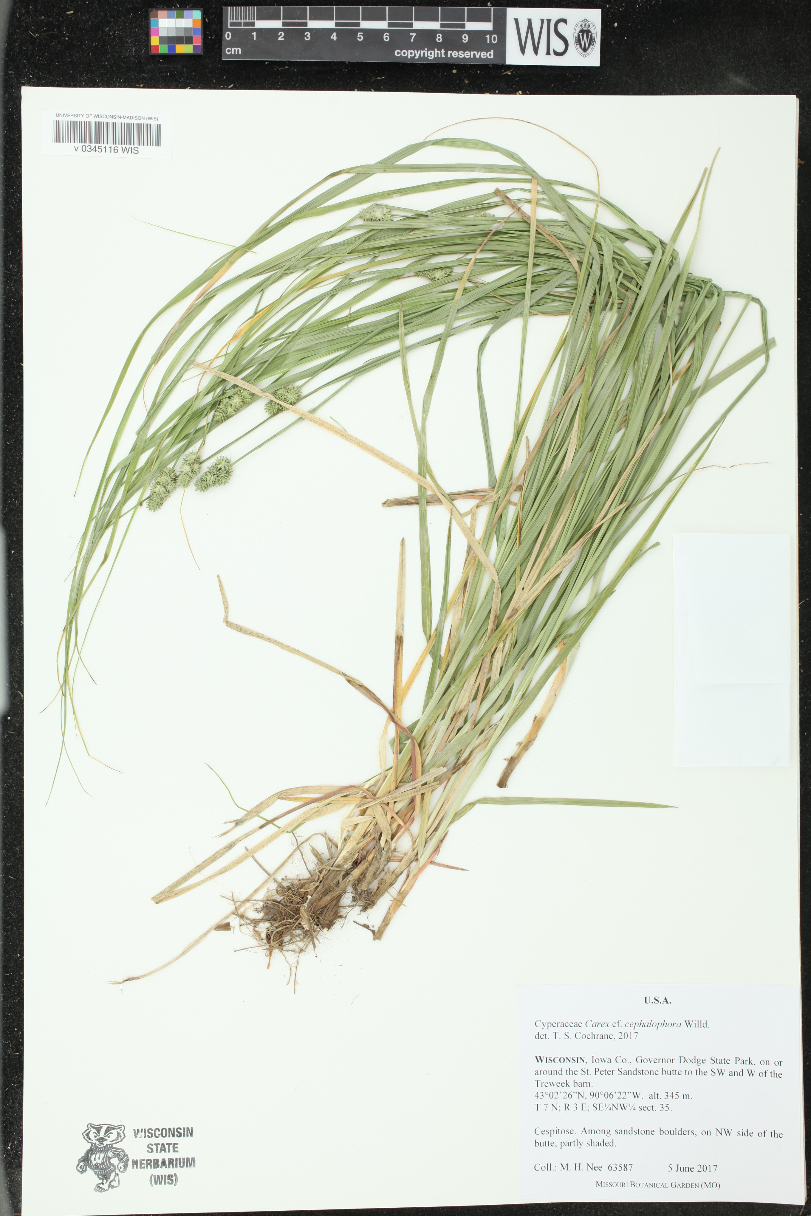 Carex cephalophora image