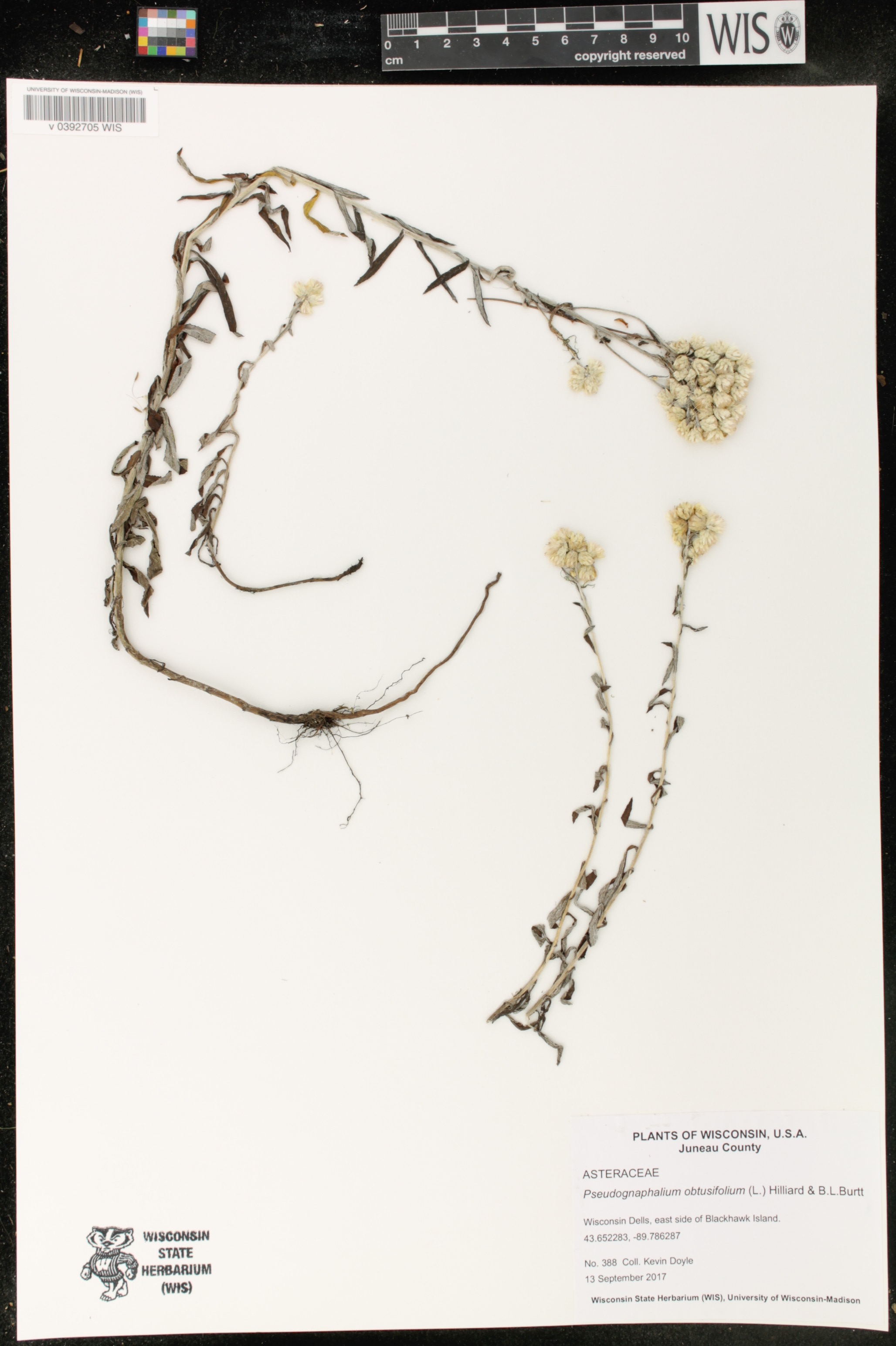 Pseudognaphalium obtusifolium image