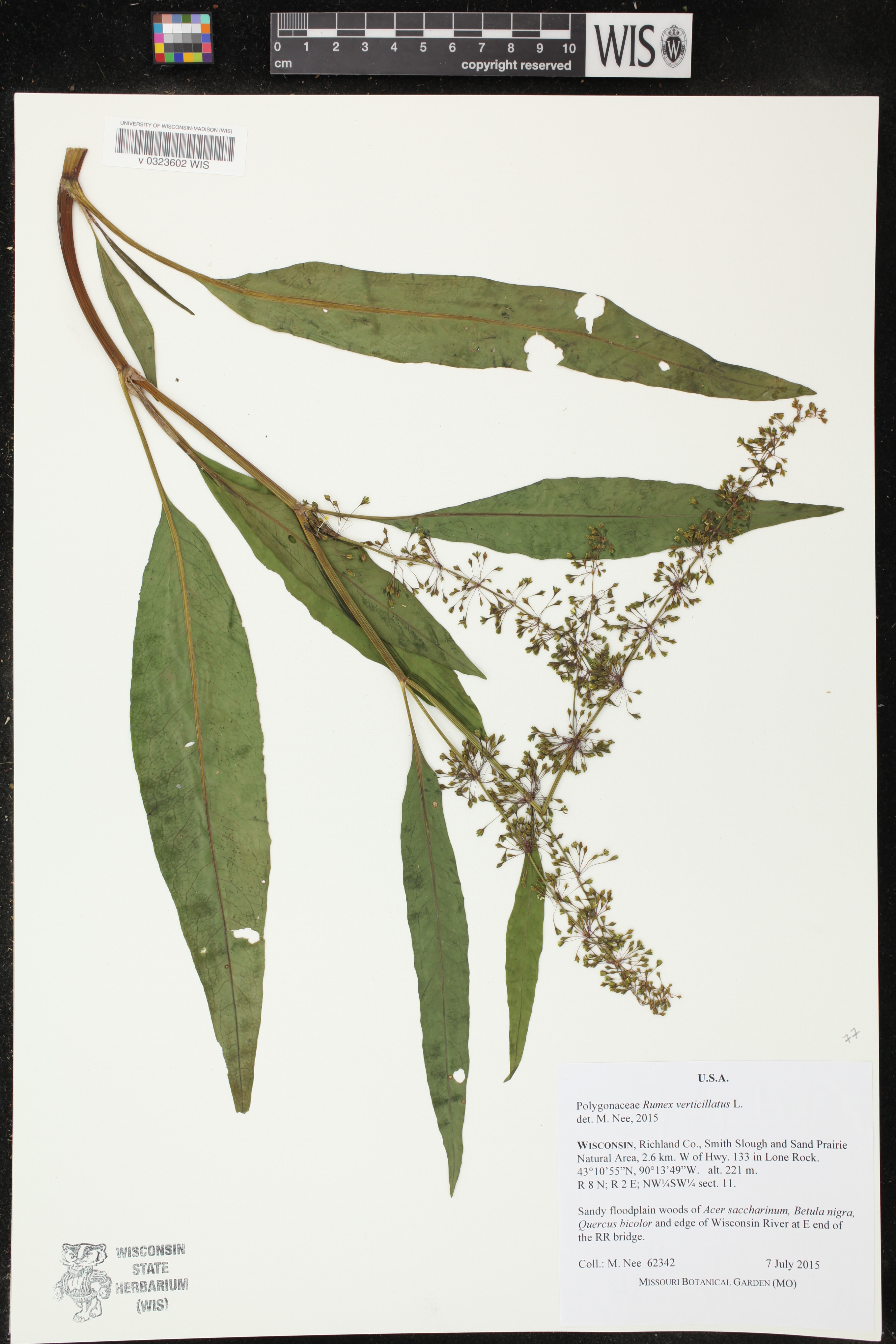 Rumex verticillatus image