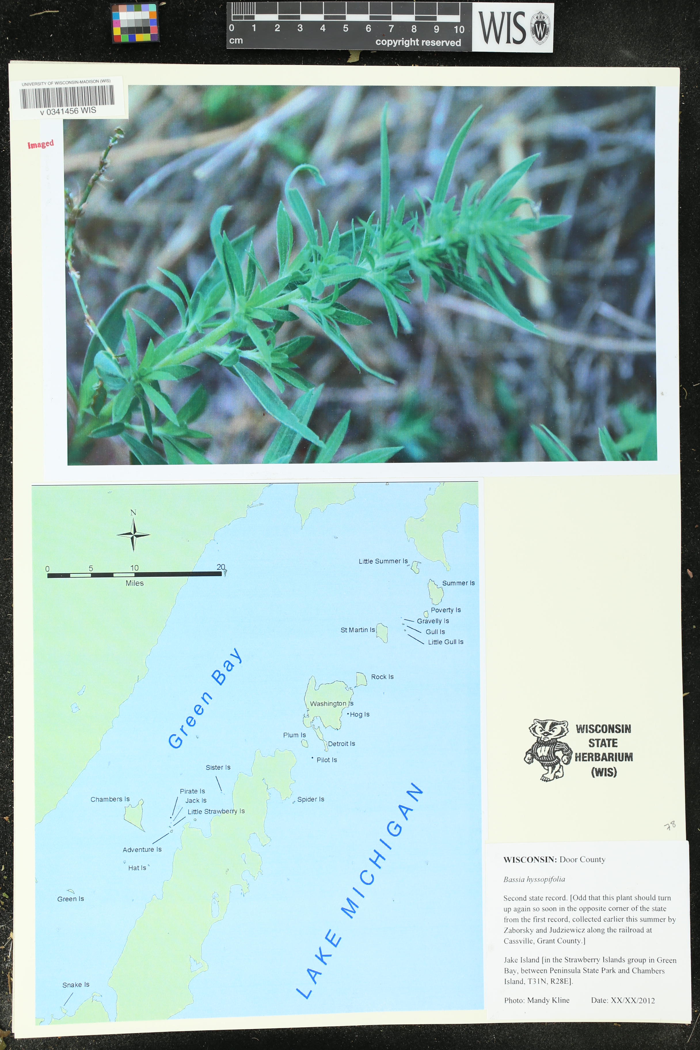 Bassia scoparia image
