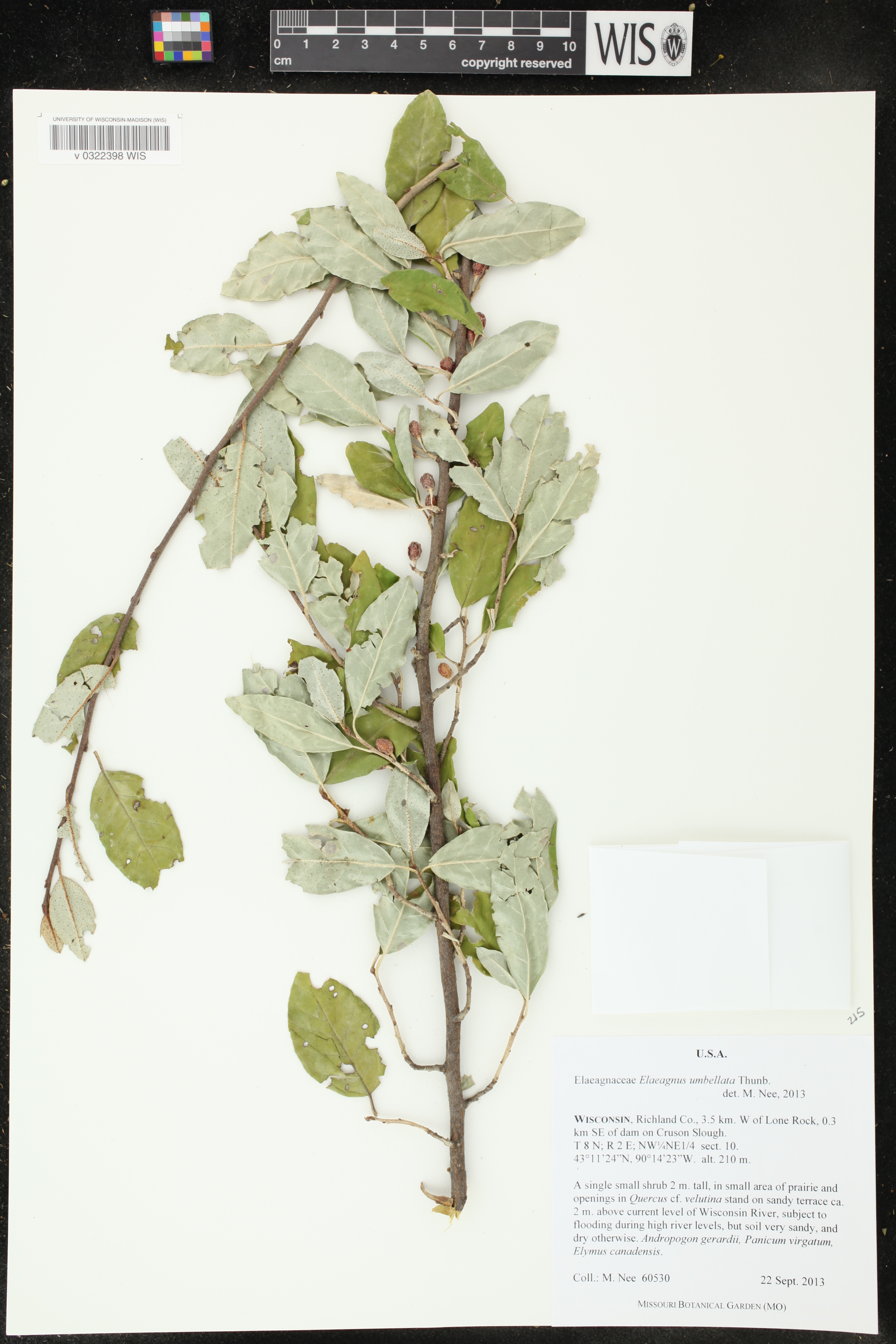 Elaeagnus umbellata image