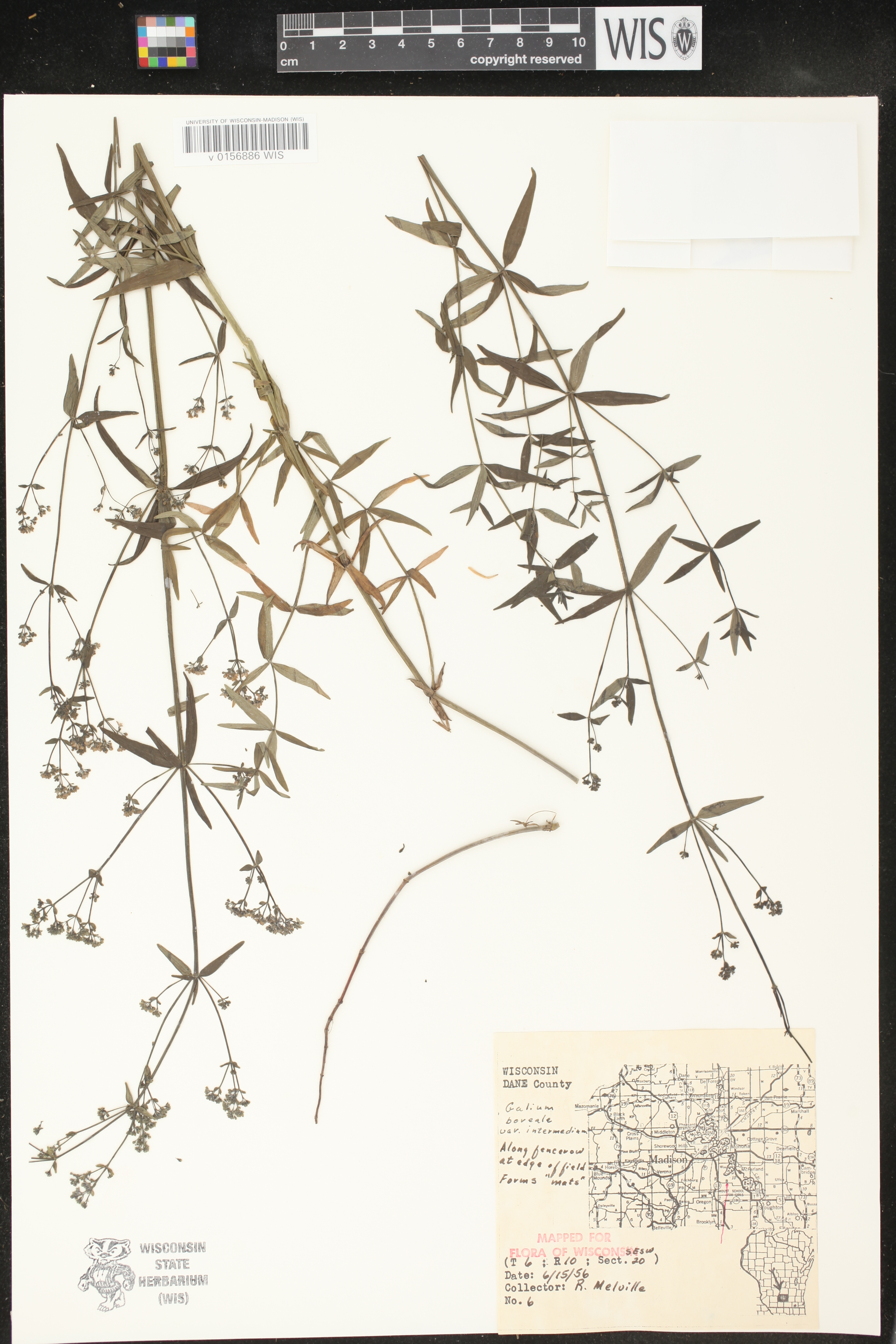 Galium boreale image