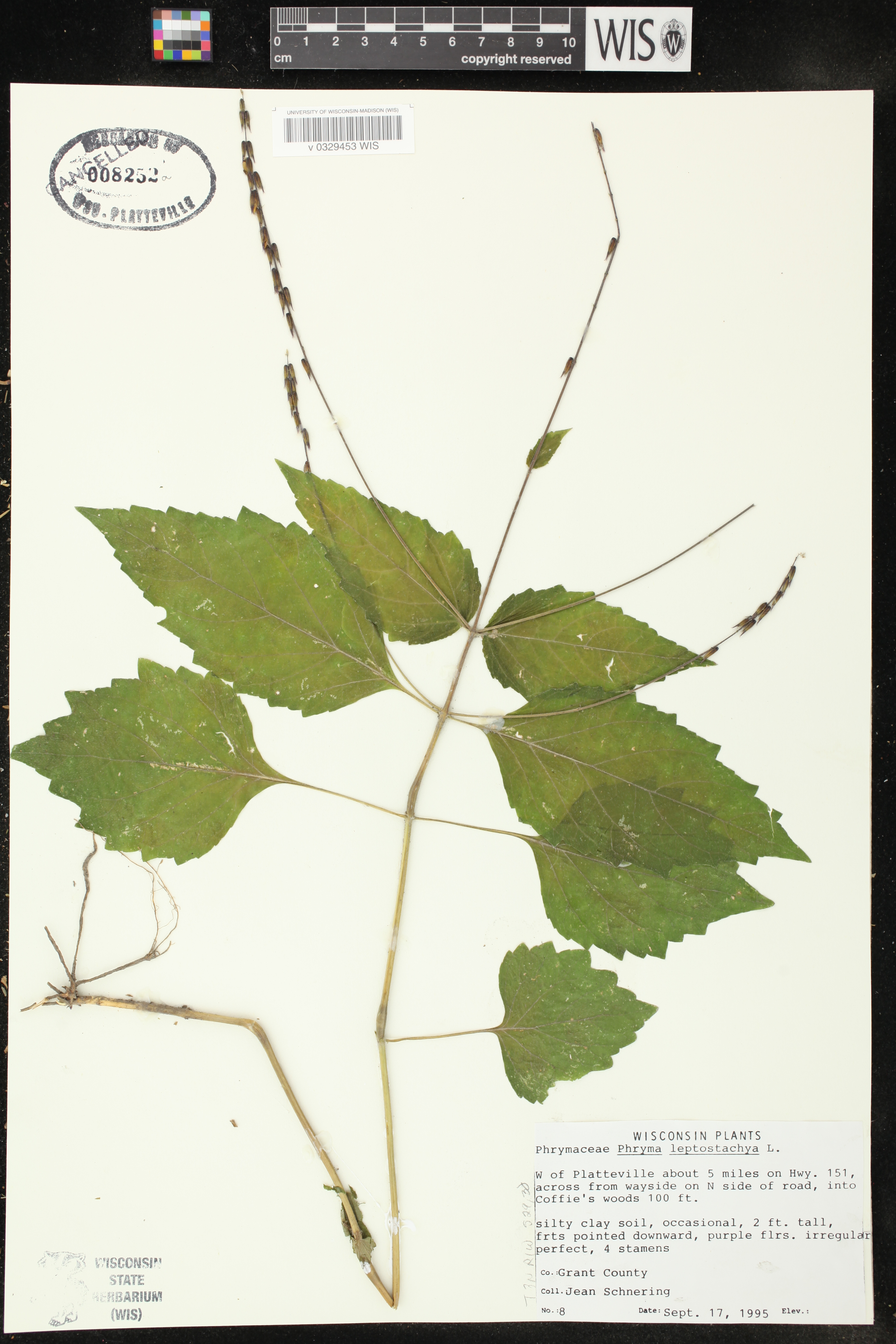 Phryma leptostachya image