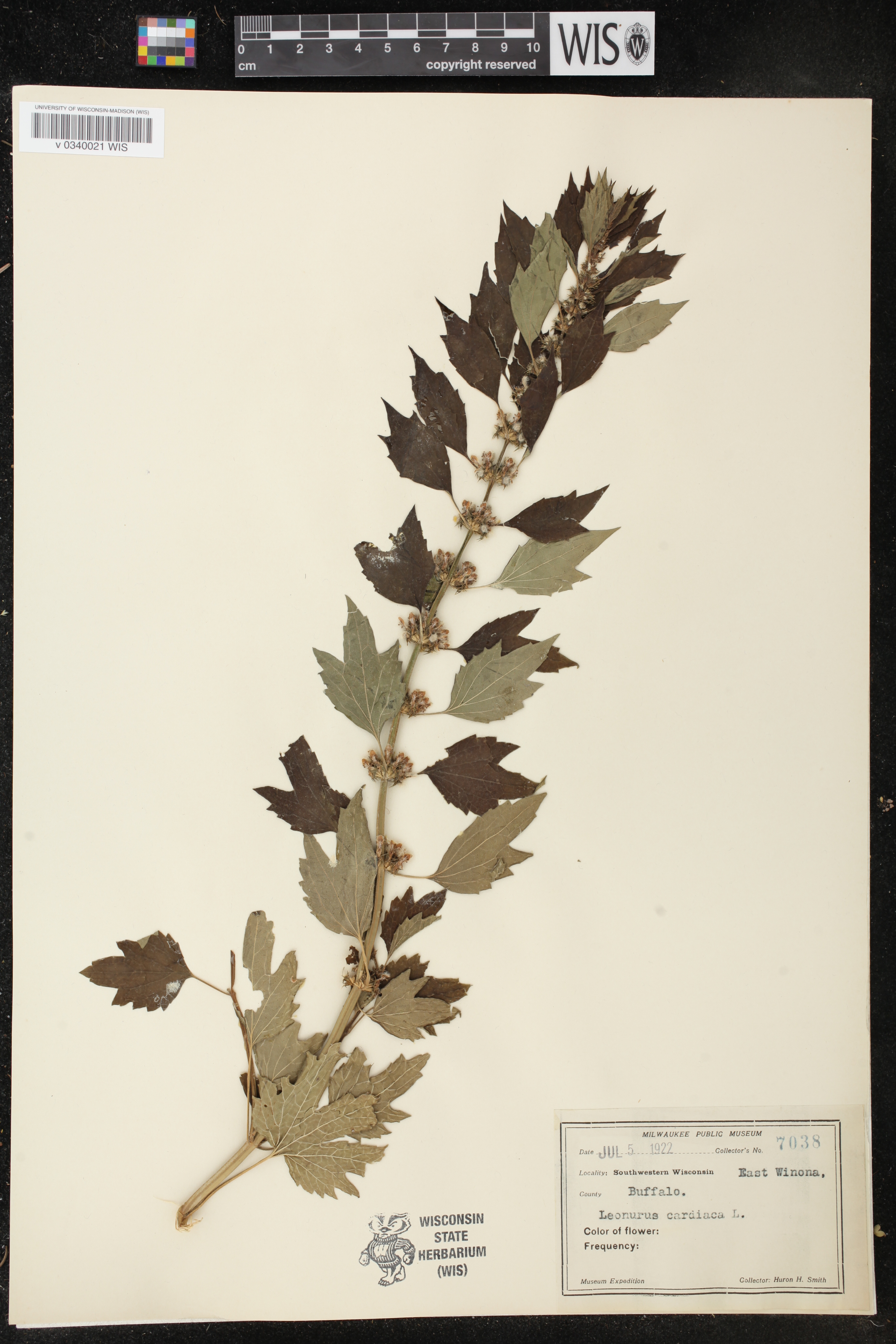 Leonurus cardiaca image