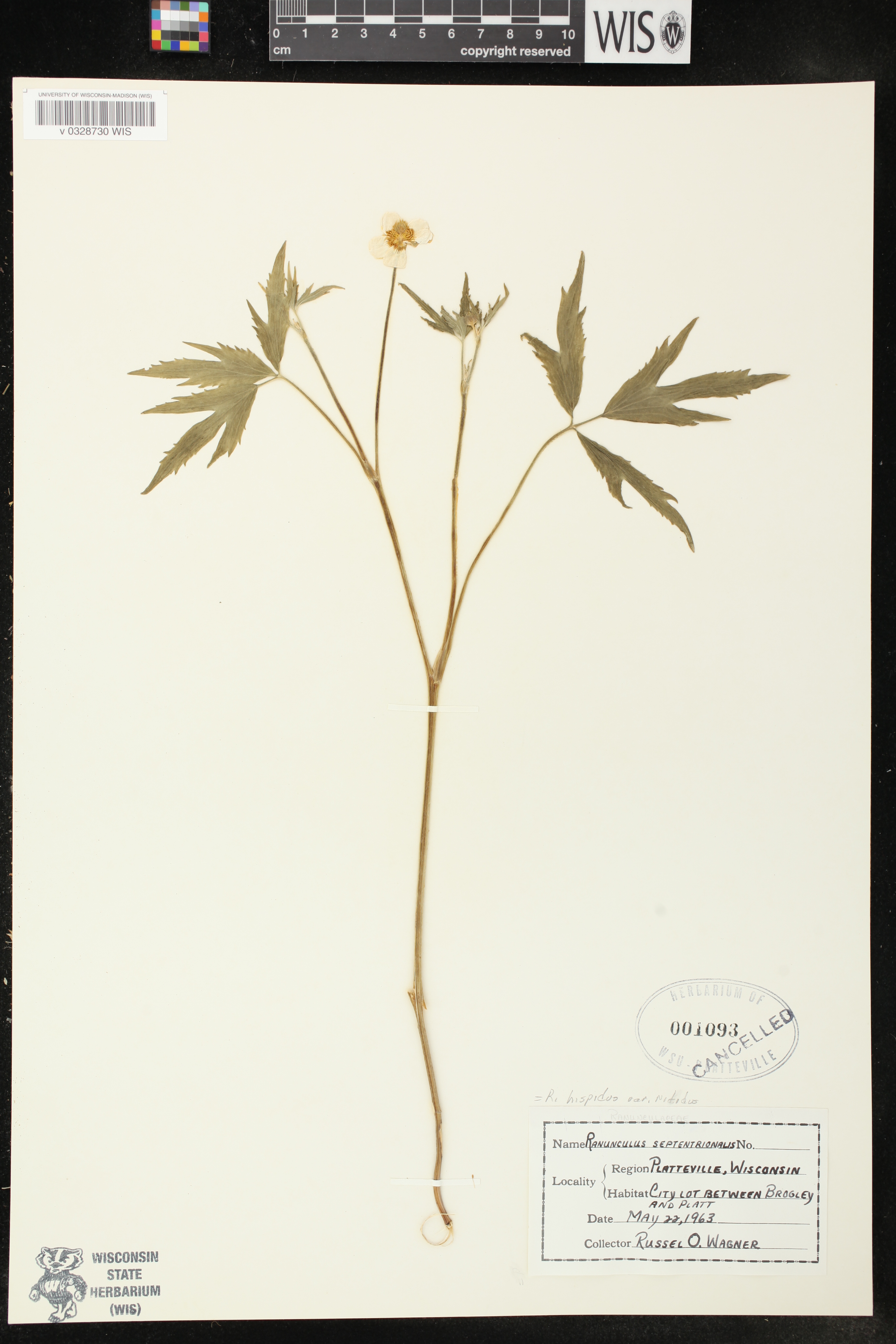 Ranunculus hispidus var. nitidus image