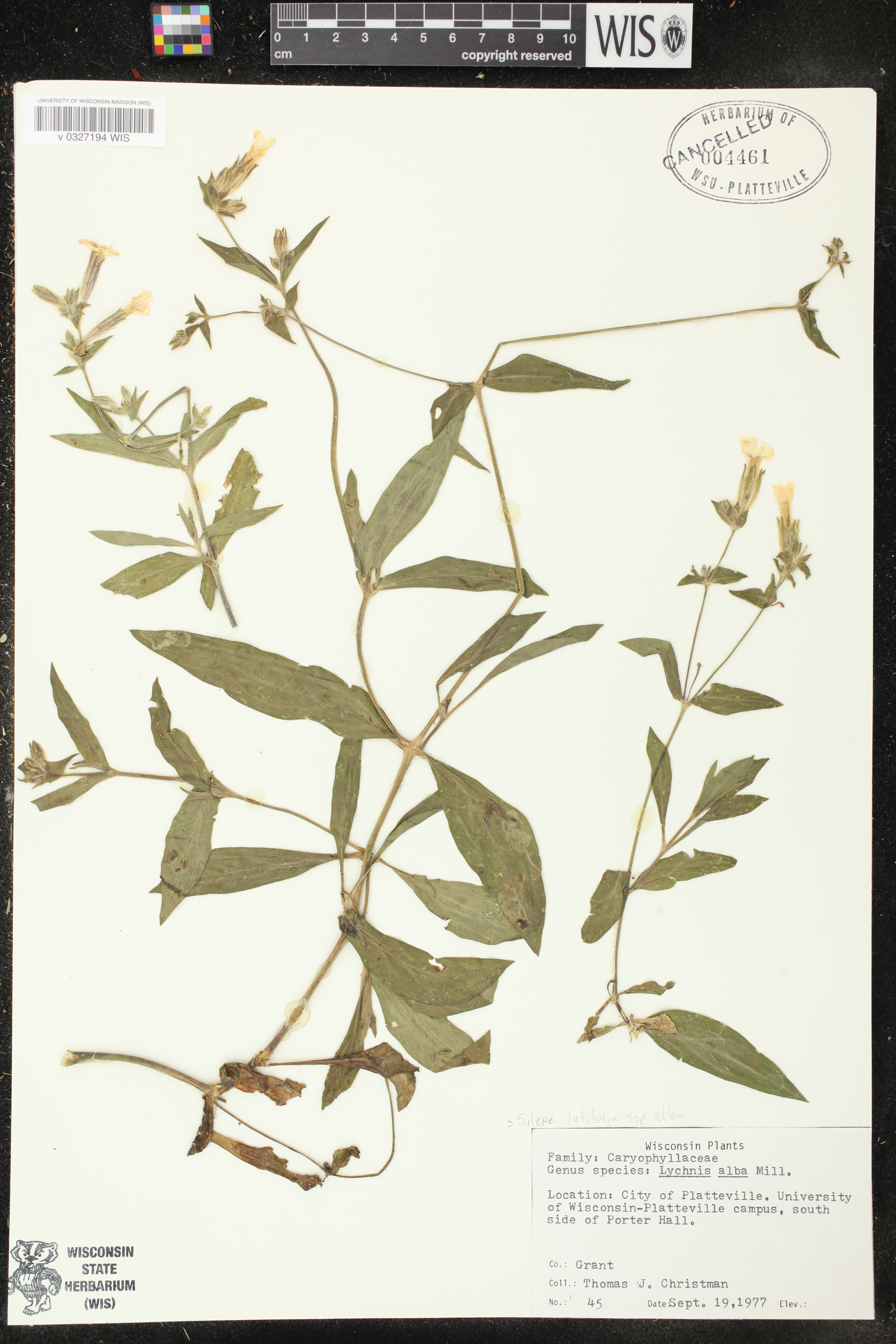 Silene latifolia image