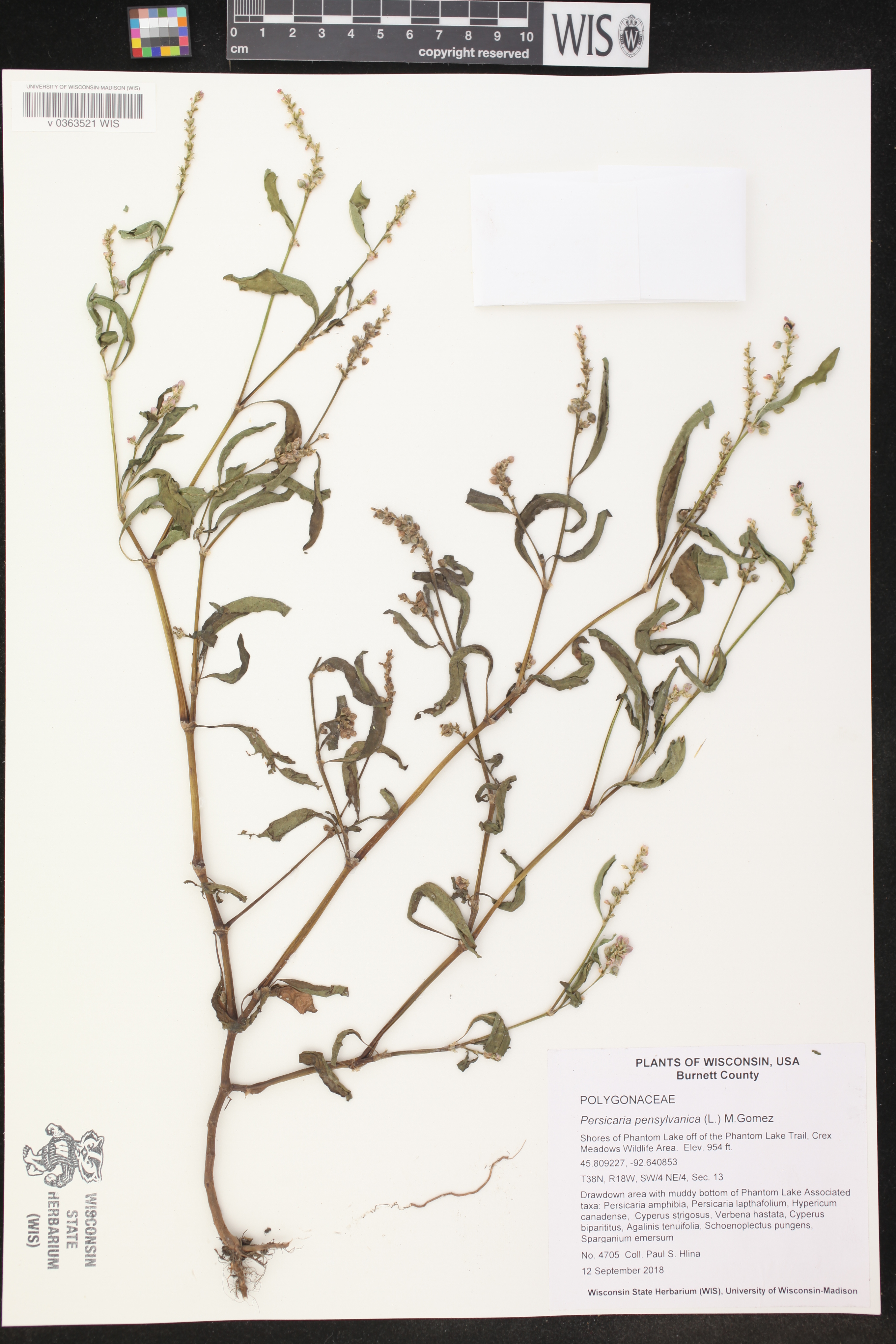 Persicaria pensylvanica image