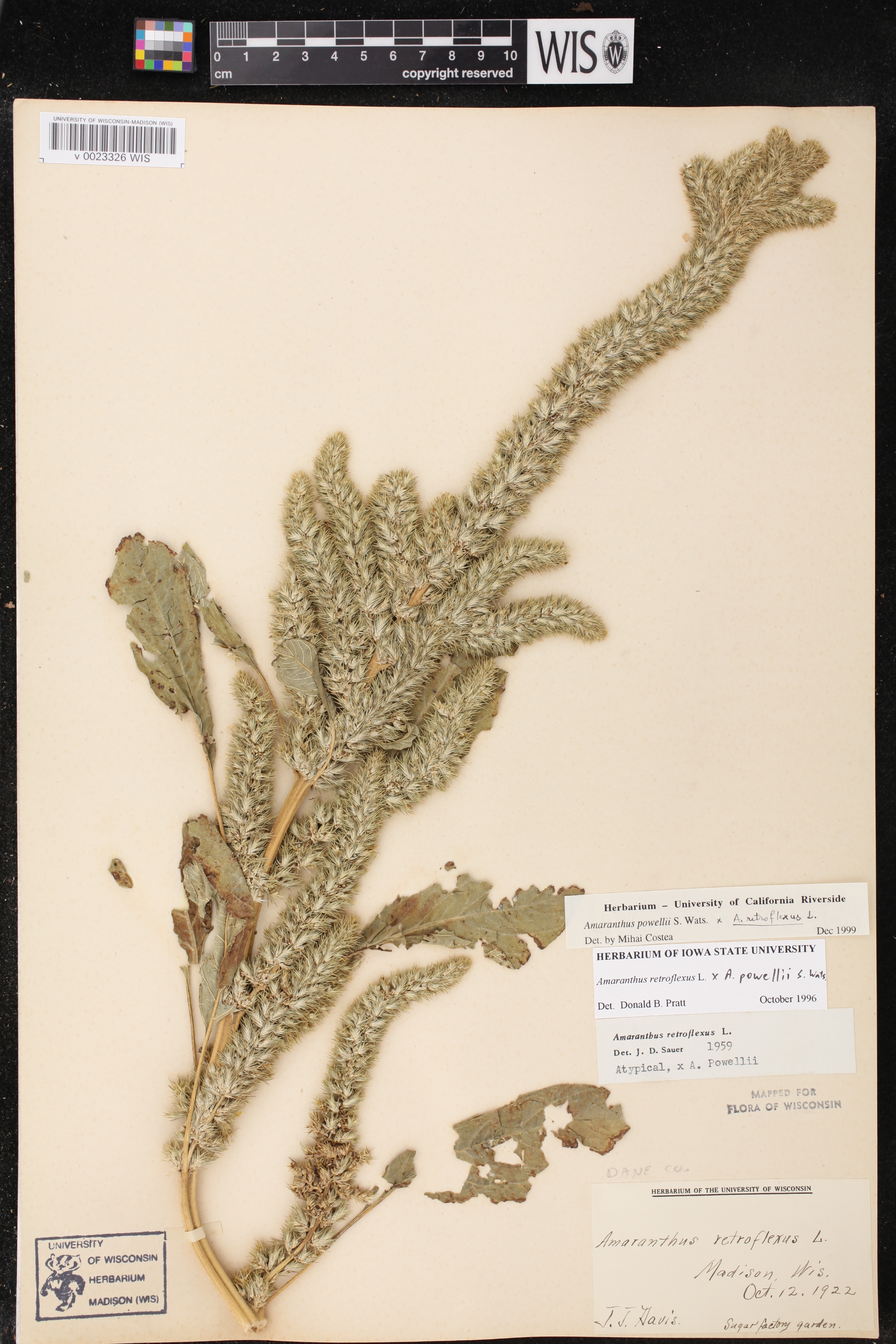 Image of Amaranthus powellii x a. retroflexus